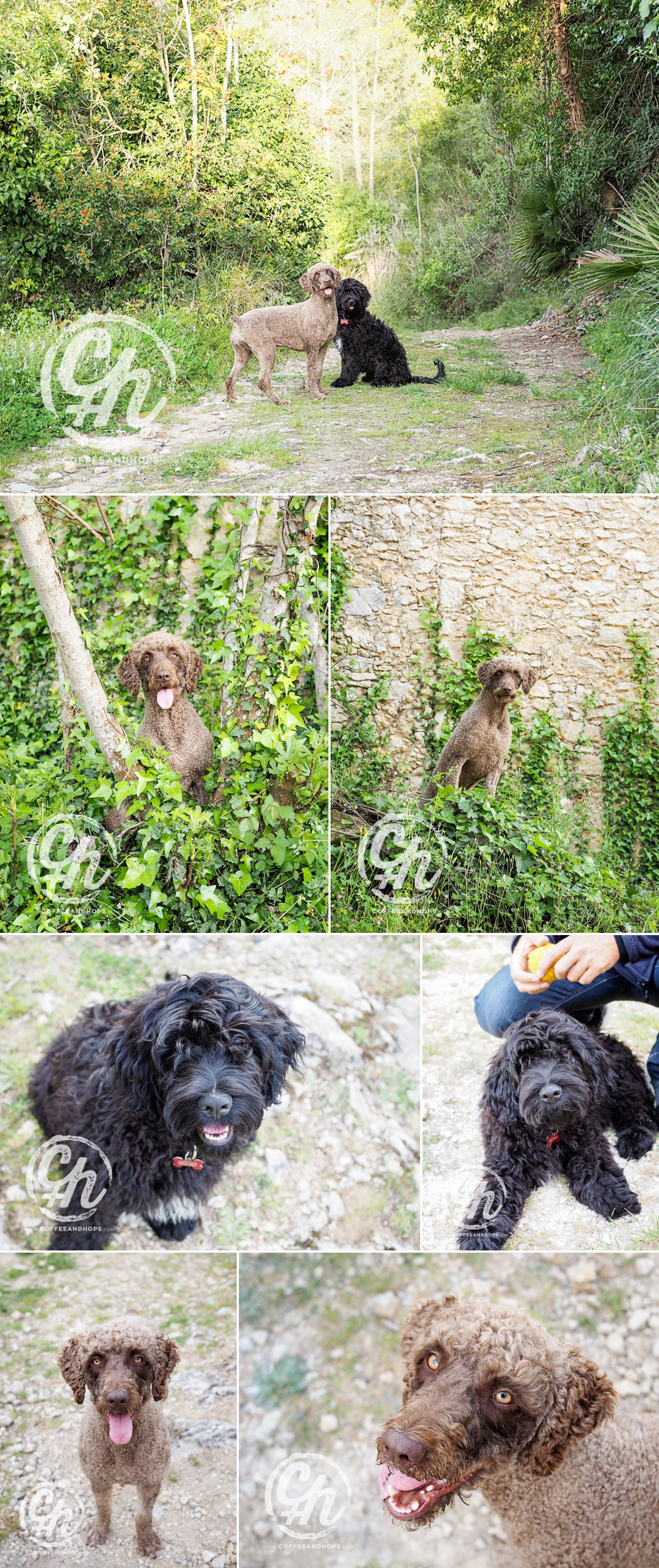 PRUNA, spanish water dog + BOIRA, portugese water dog (black)