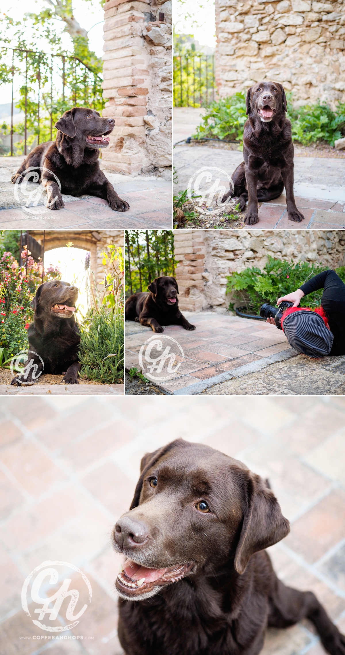 FORCA, labrador