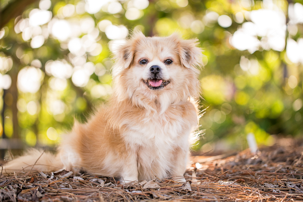 JESSIE (image courtesy of Charlotte Reeves Photography )