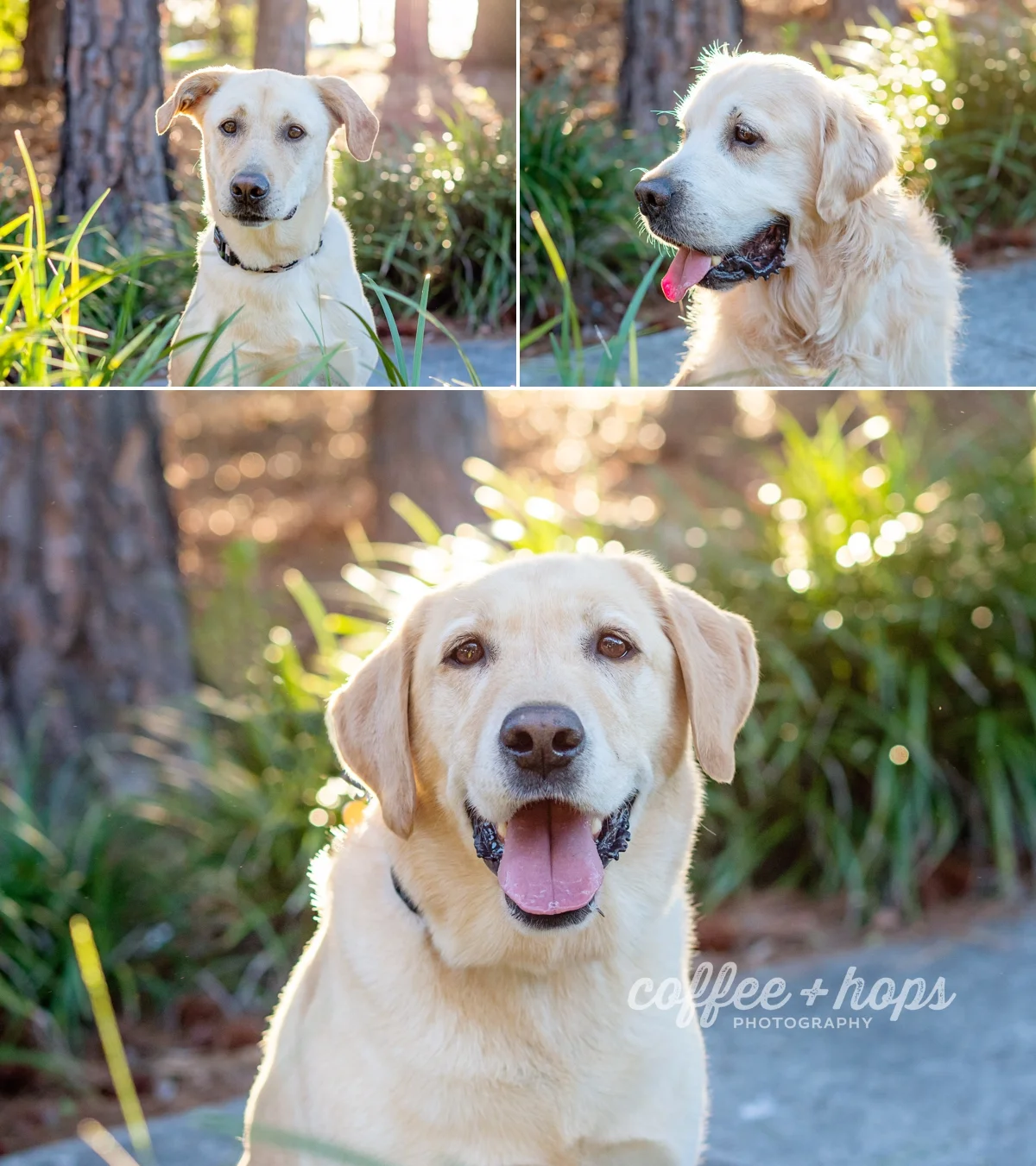 Mav + Co 2017 Gold Coast Pet Photography Session