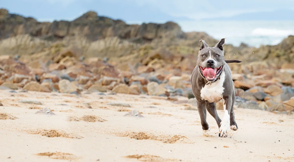 Lacey the Amercian Staffy during her pet photography session at Lamberts Beach Mackay