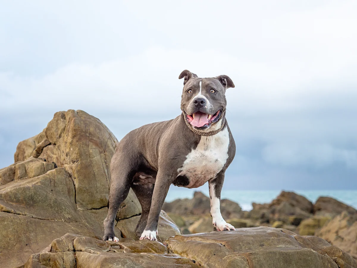 Lacey the Amercian Staffy during her pet photography session at Lamberts Beach Mackay