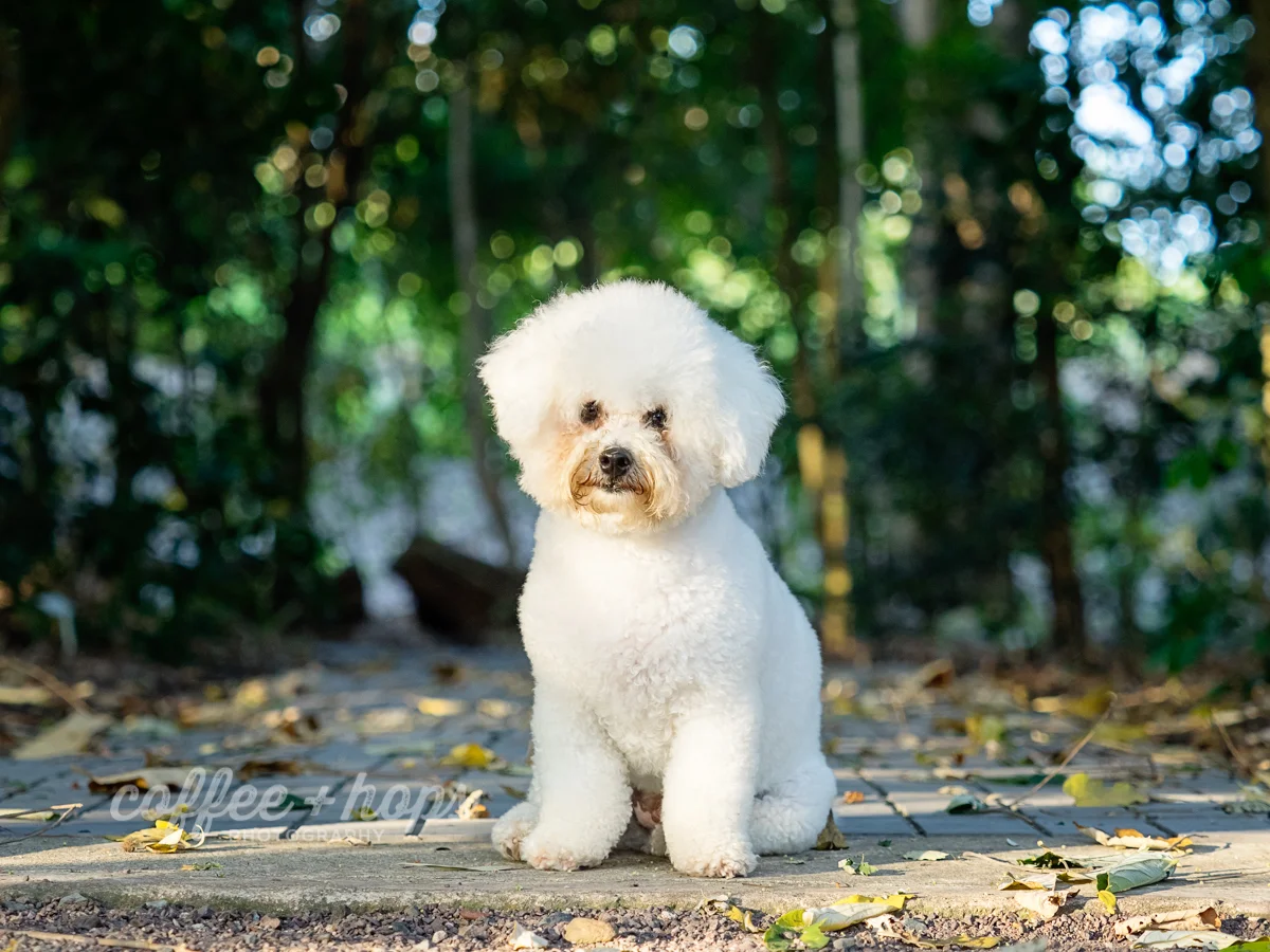 Arlo