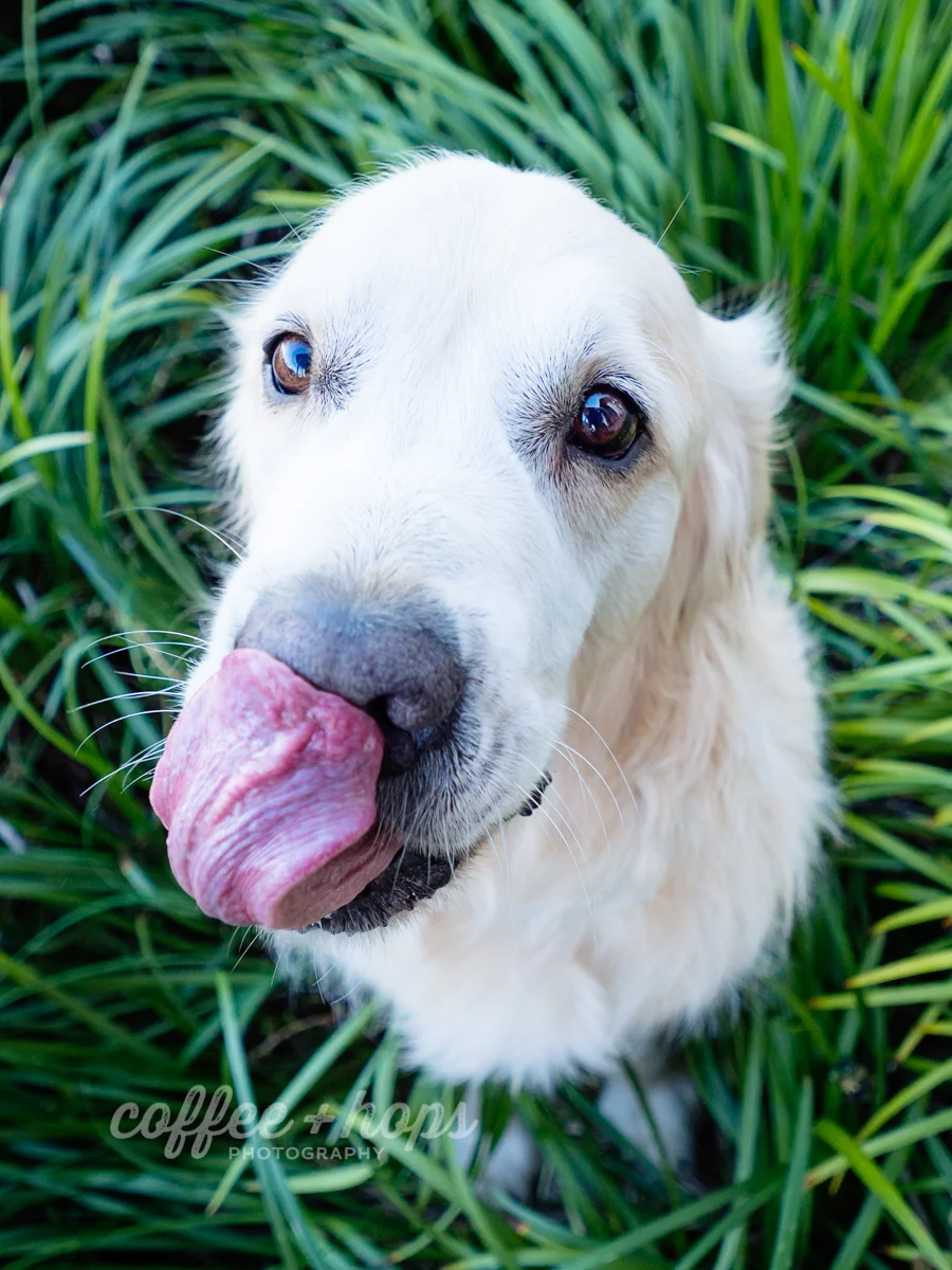 Cooper