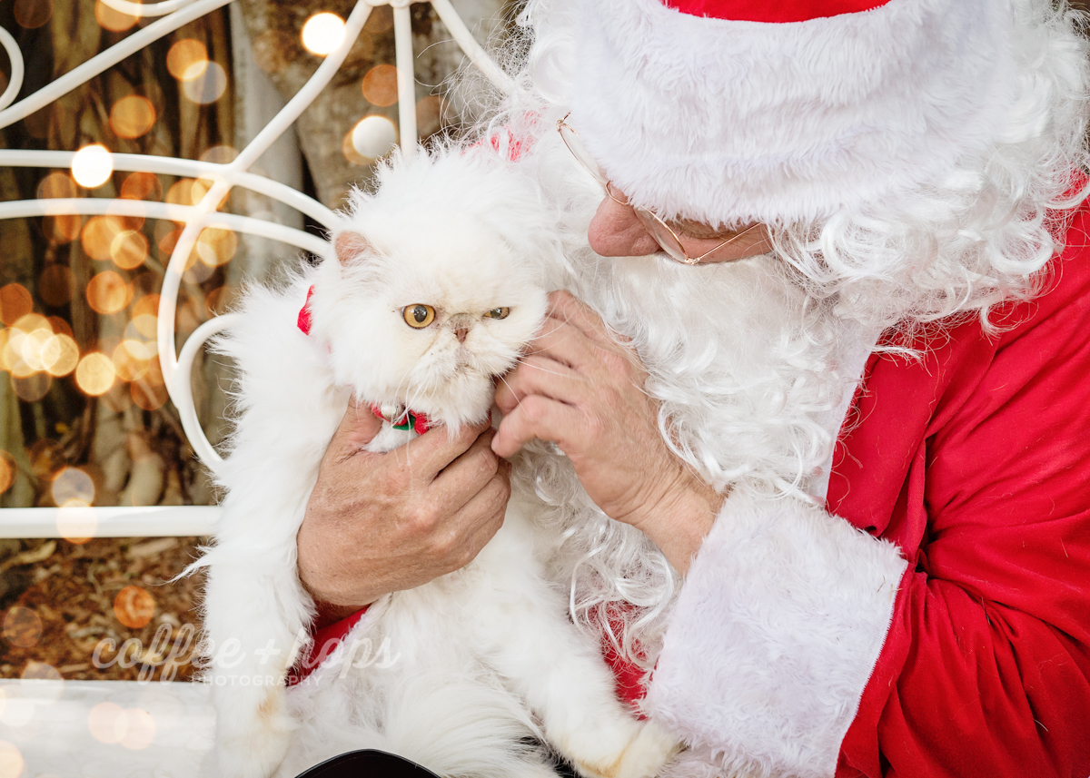 Santa Paws 2017