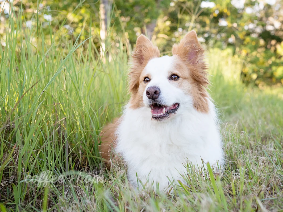 Baxter the border collie