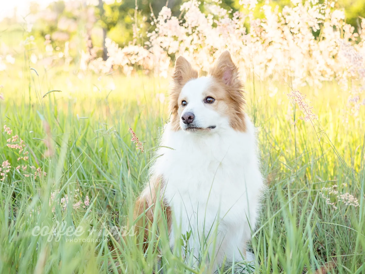 Baxter the border collie