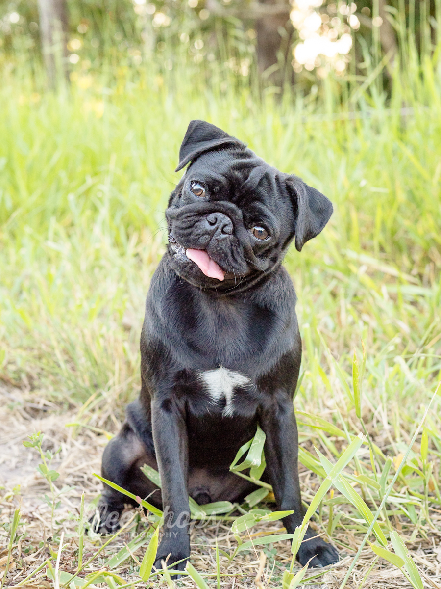 Winston the pug