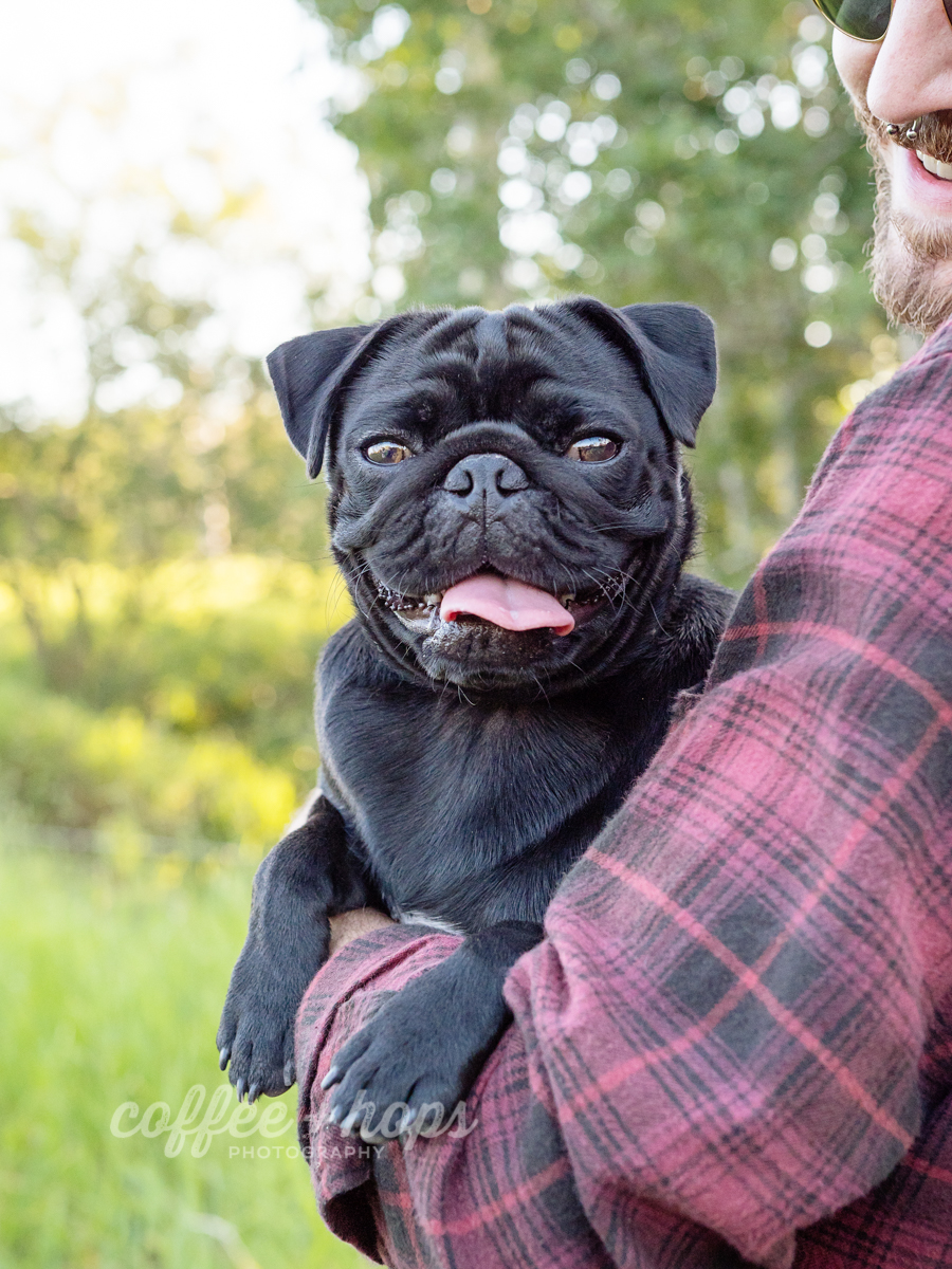 Winston the pug
