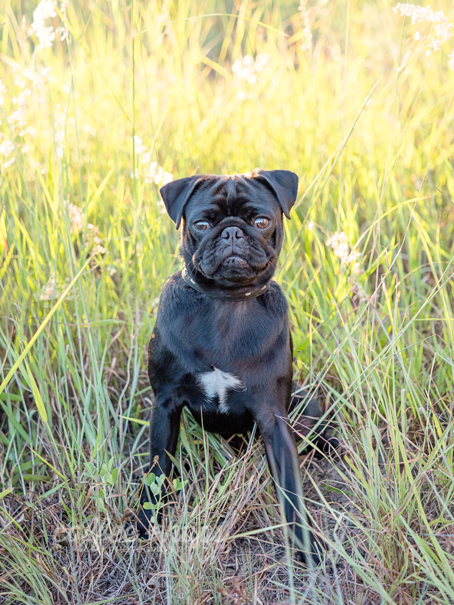 Winston the pug