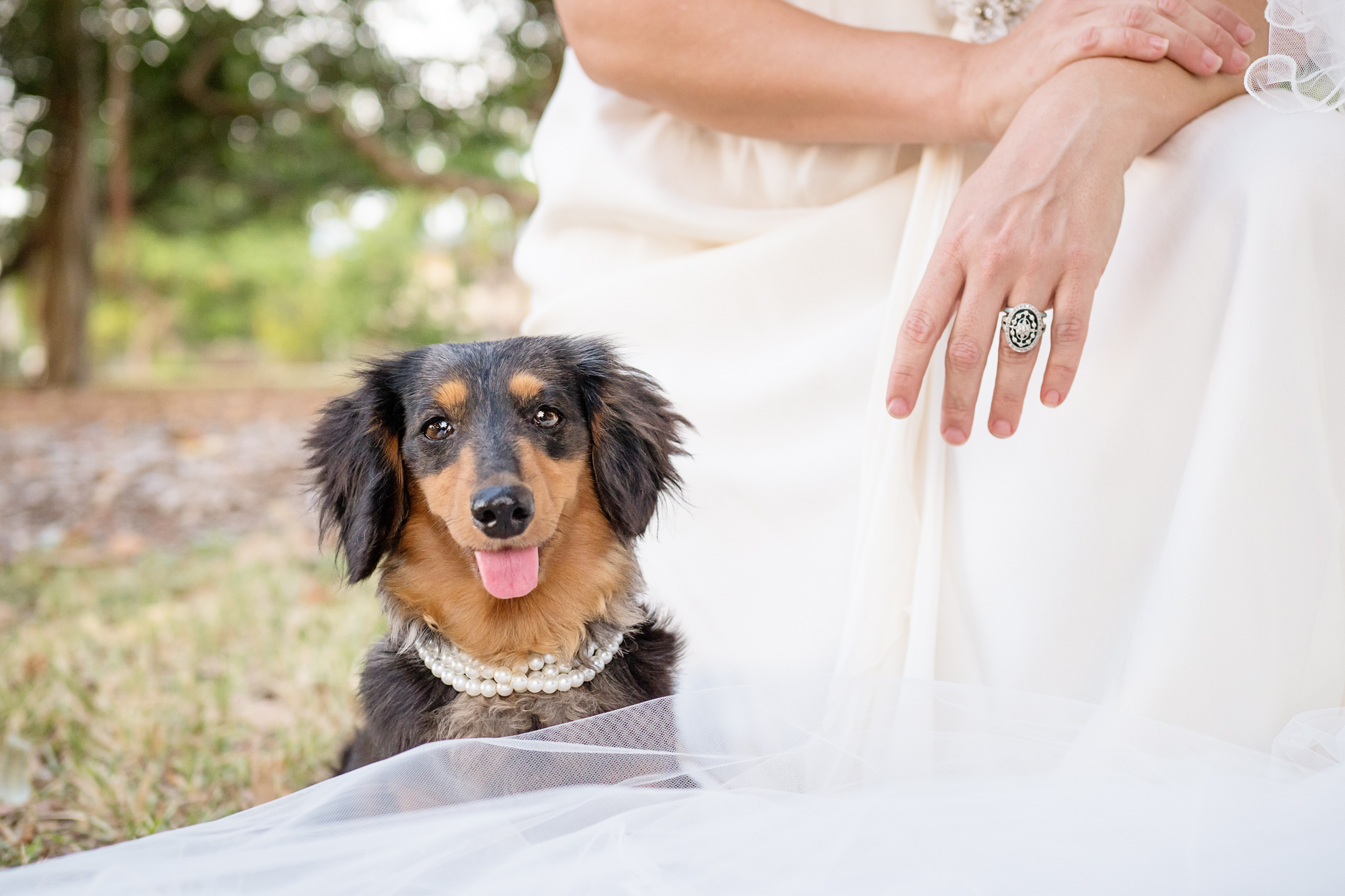 Offering chauffeur service to dogs for family weddings and events in the Mackay area
