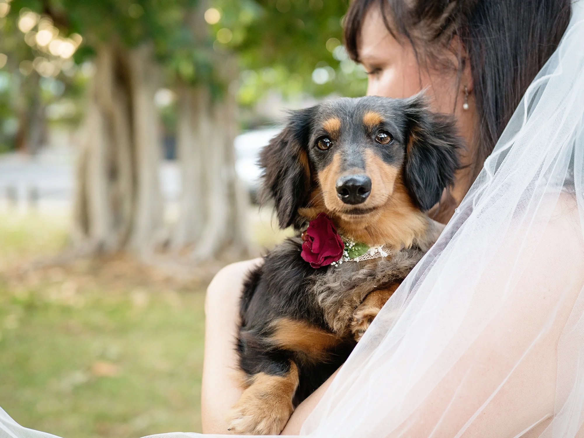 Murphee the dachshund in one of the flower collars you can hire