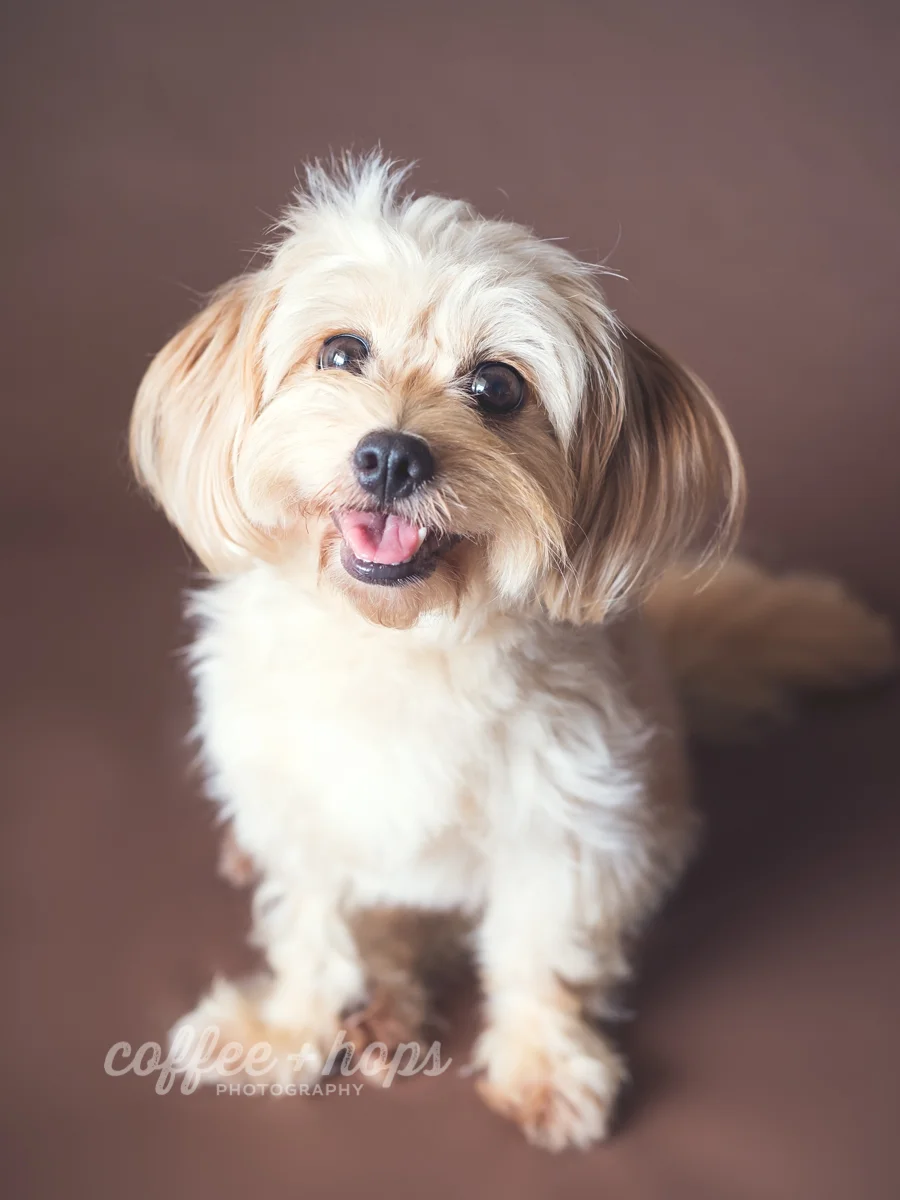 Coco & Her Puppies during their pet photography session at home, in Mackay