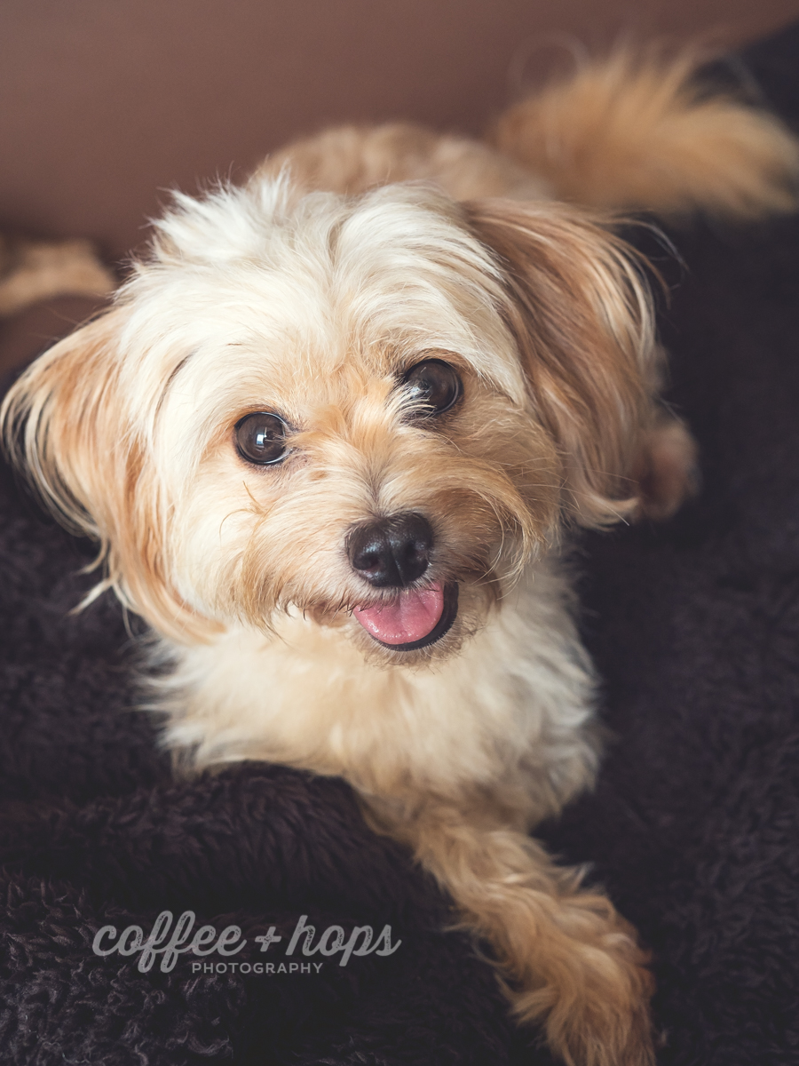 Coco & Her Puppies during their pet photography session at home, in Mackay