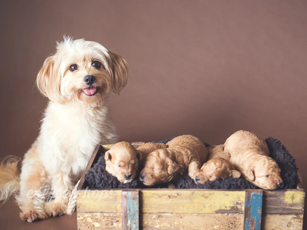 Coco & Her Puppies during their pet photography session at home, in Mackay