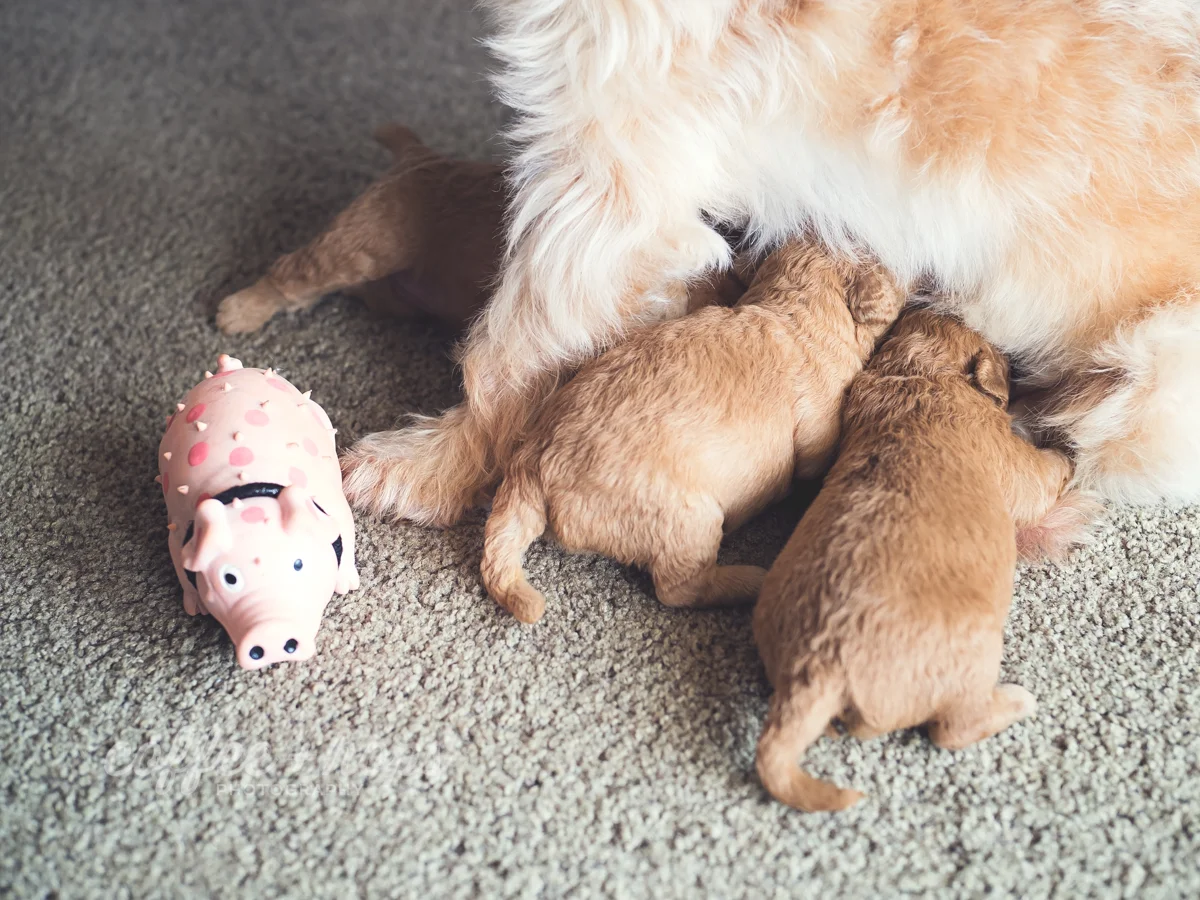 Coco & Her Puppies during their pet photography session at home, in Mackay