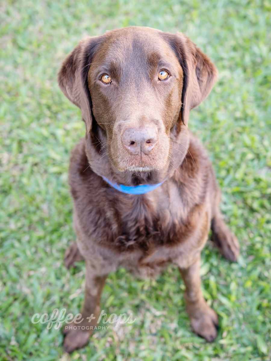Solomon with major 'please give me treats' face.