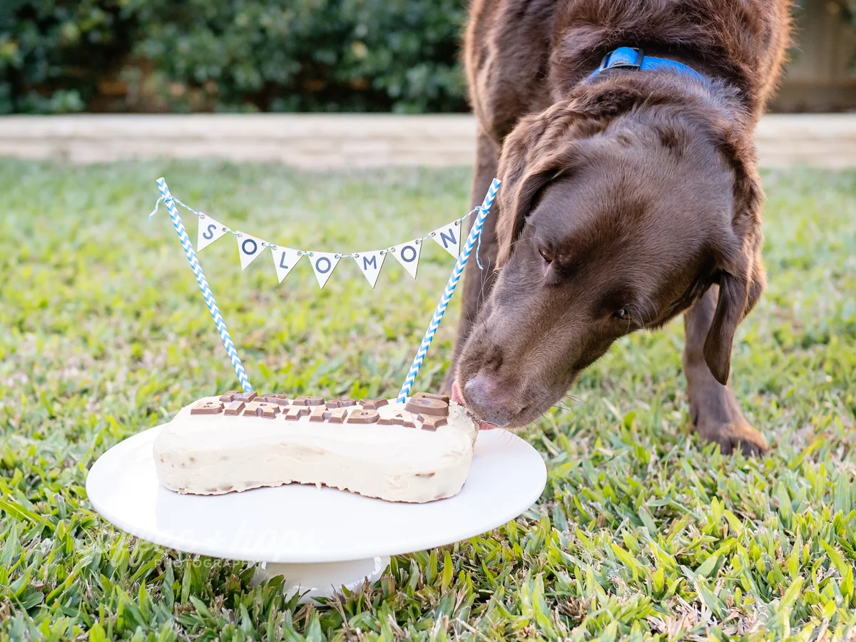 Solomon smashing his cake