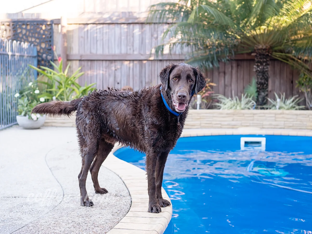 Solomon goes for a swim after his cake smash