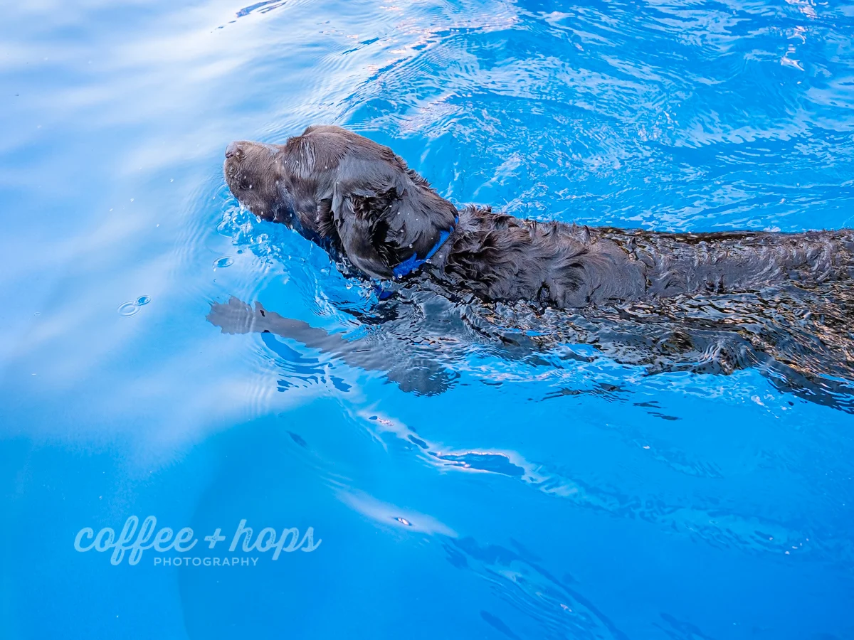 Solomon goes for a swim after his cake smash