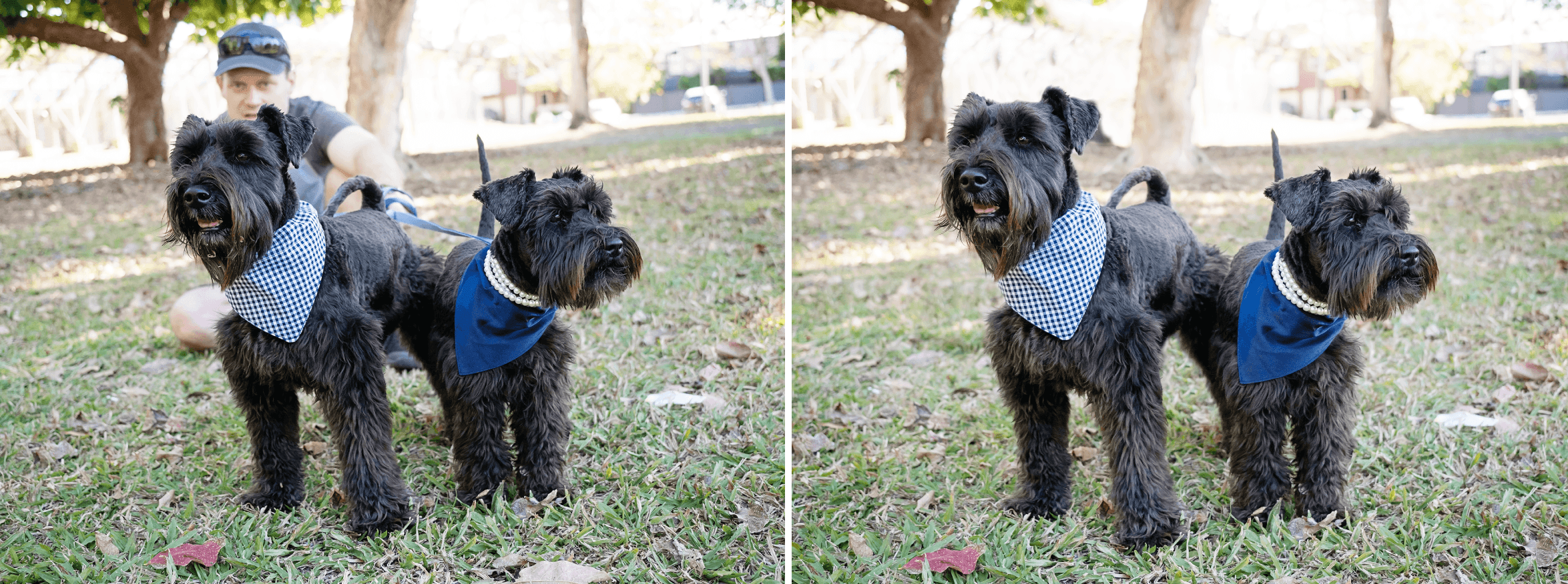 My husband was helping me out with chauffeuring Axle & Violet to their humans’ wedding. While he is a good looking rooster, I didn’t think A&V’s humans would like the image as much with him in the background ;). Retouching included removing Mr Hops, removing Violet’s visible leash, and cleaning up the leaf litter off Axle’s beard and chest hair.