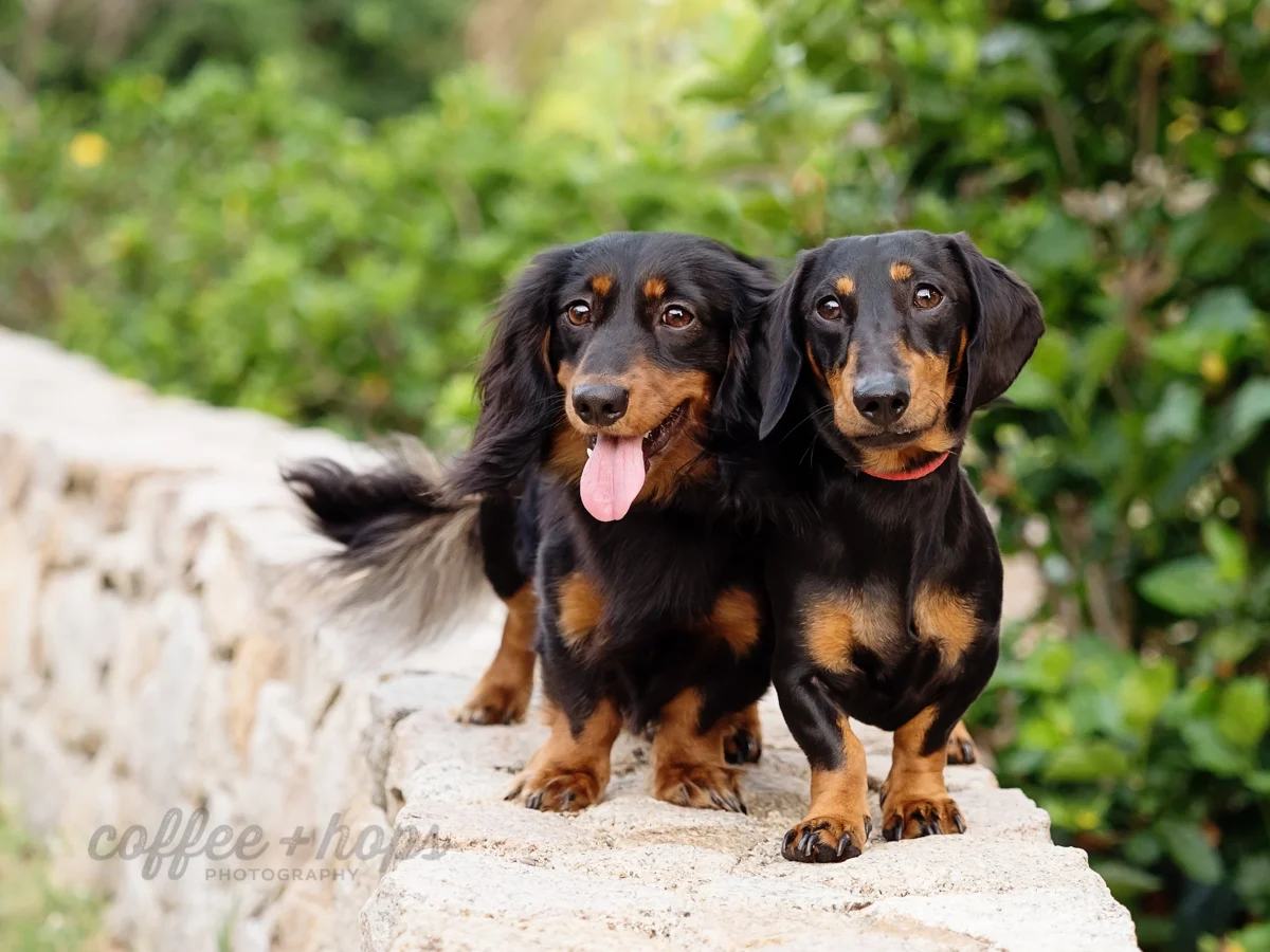 Pablo & Oatie the Daschunds during their pet photography session at Mackay Botanic Gardens