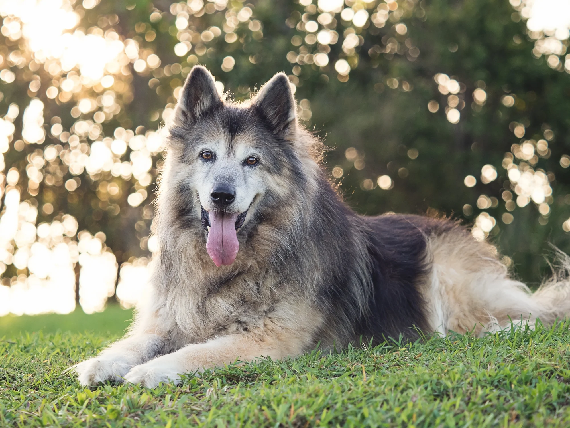 Micki-German-Shepherd-Husky-Pet-Photography-Session-4.jpg