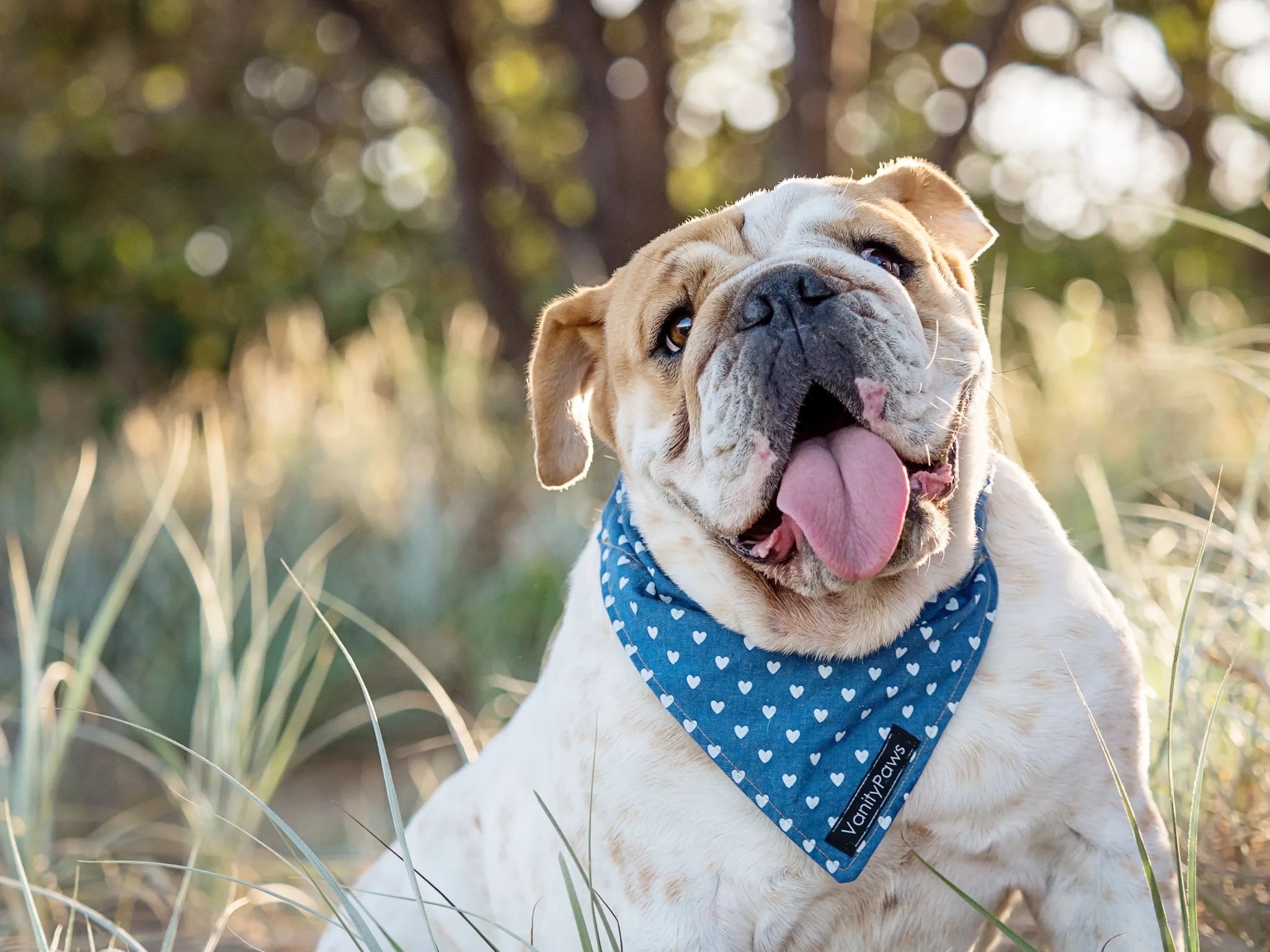 Belle-posing-during-dog-mini-session-mackay.jpg
