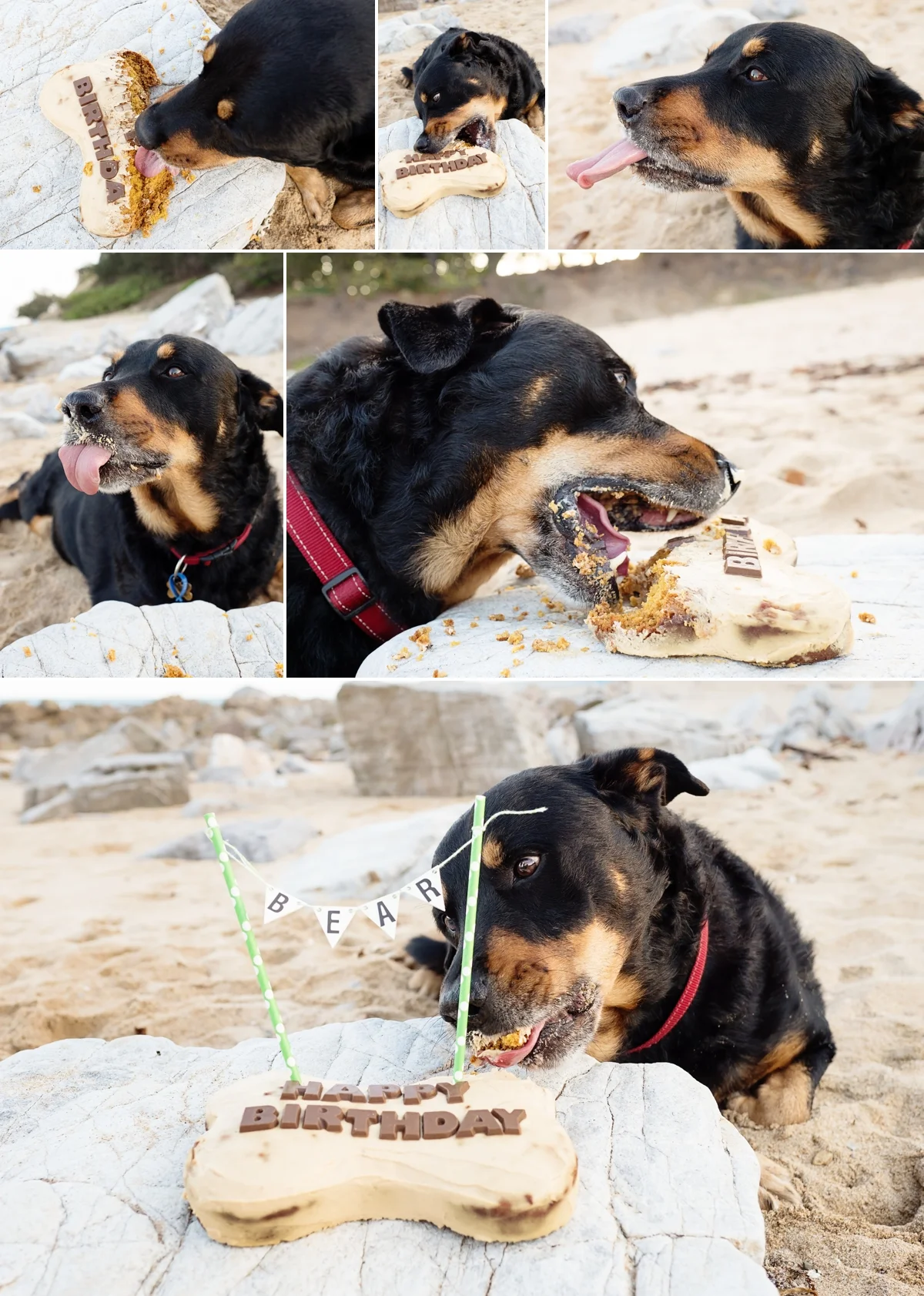 Bear-smashed-the-barking-mad-treats-cake.jpg