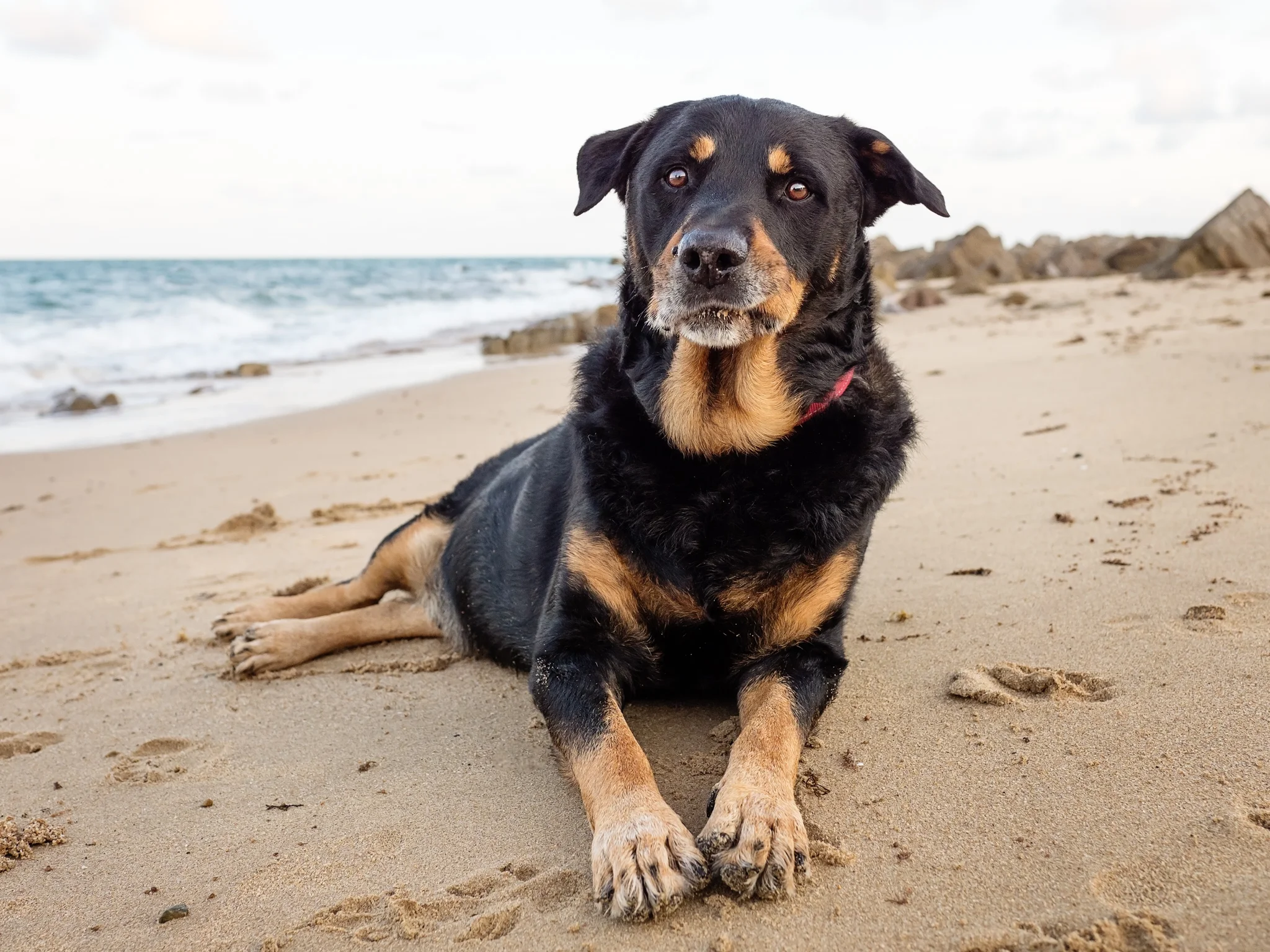 Bear-Pet-Cake-Session-Lamberts-Beach-Mackay-3.jpg