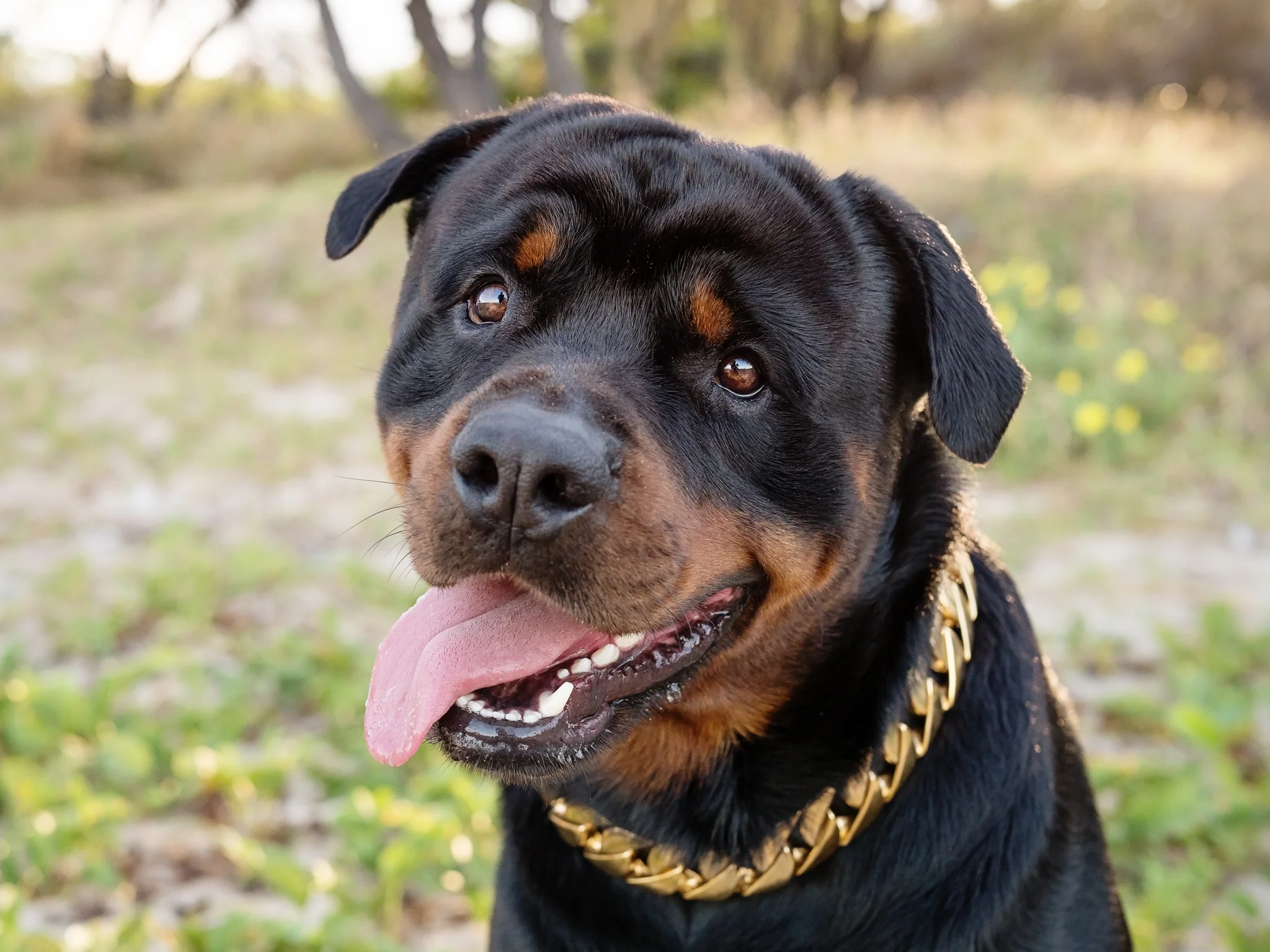 Brax-Pet-Session-at-Northwall-Beach-Mackay.jpg