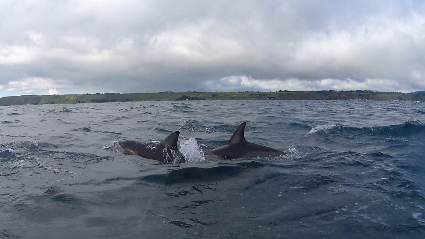 DOLPHINS!