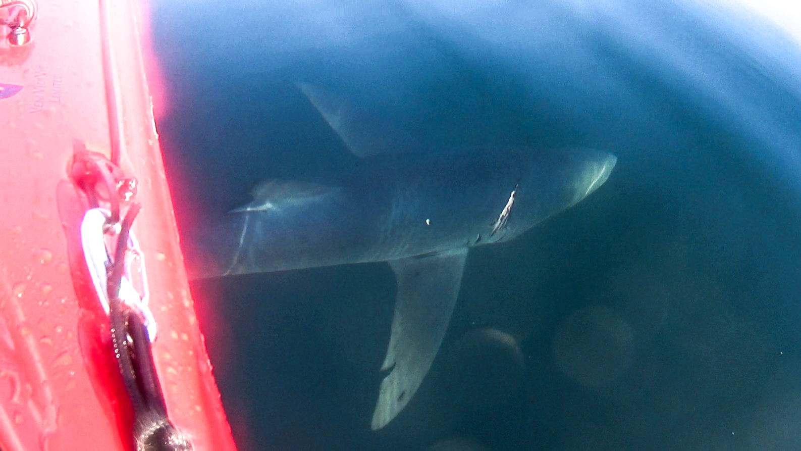 Bitey the Shark, my new bff