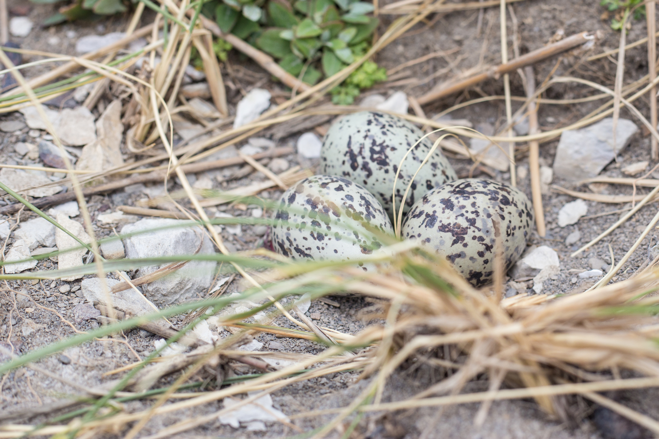 Oyster Catcher Eggs 