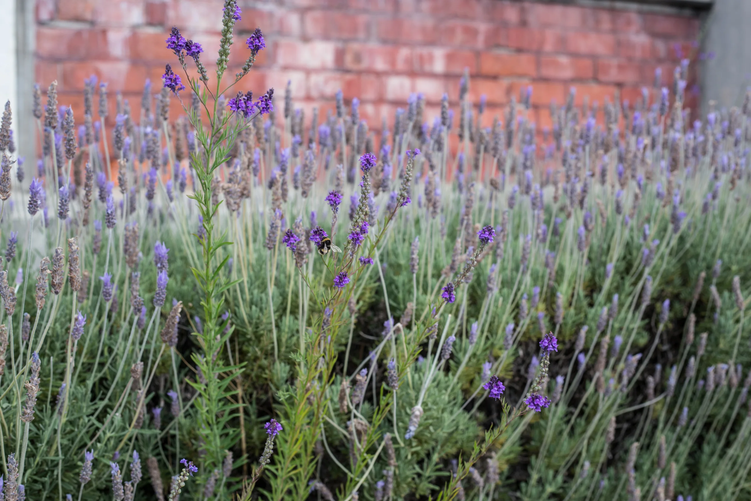 Bumble bee in the lavender