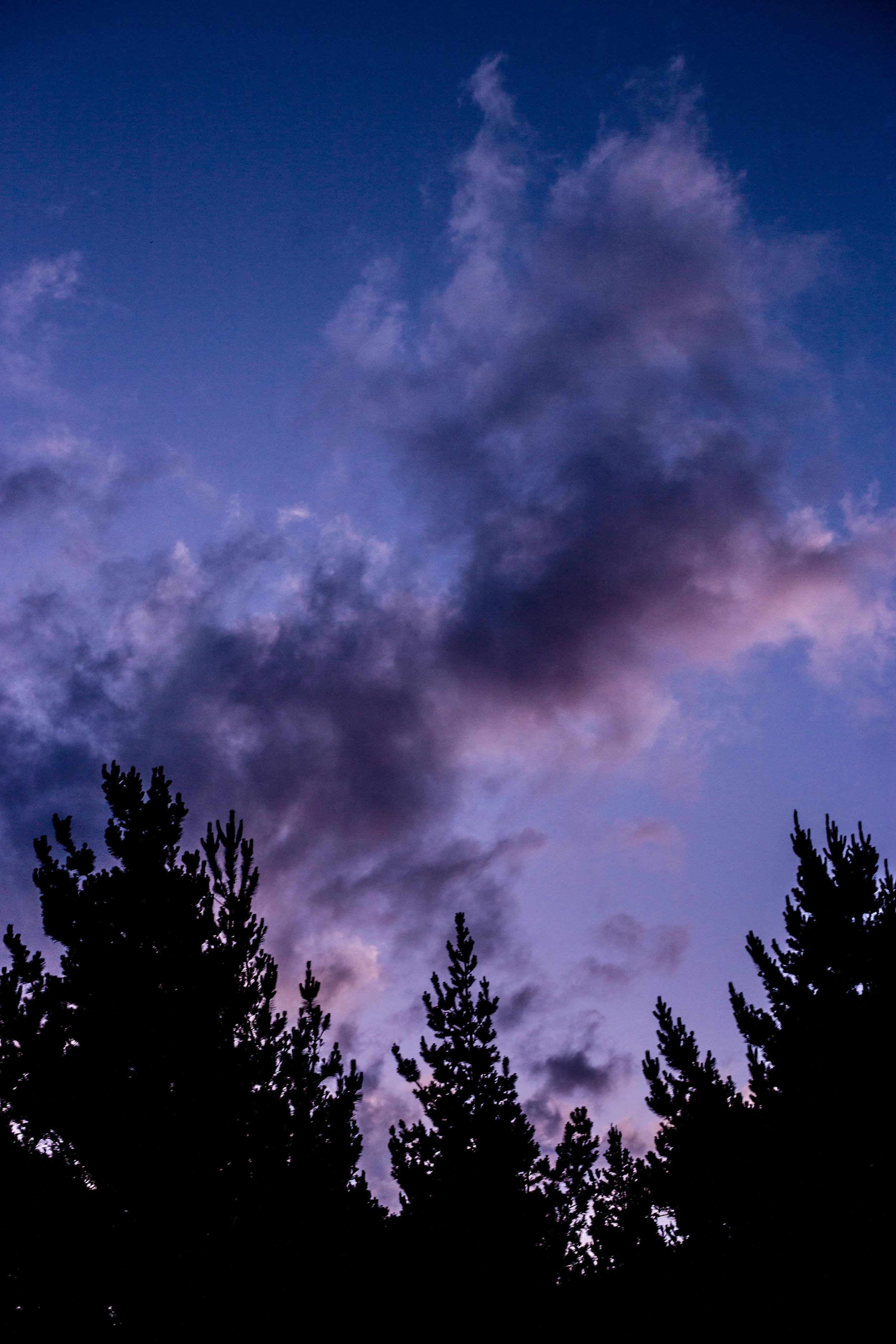 Dusk in the pines