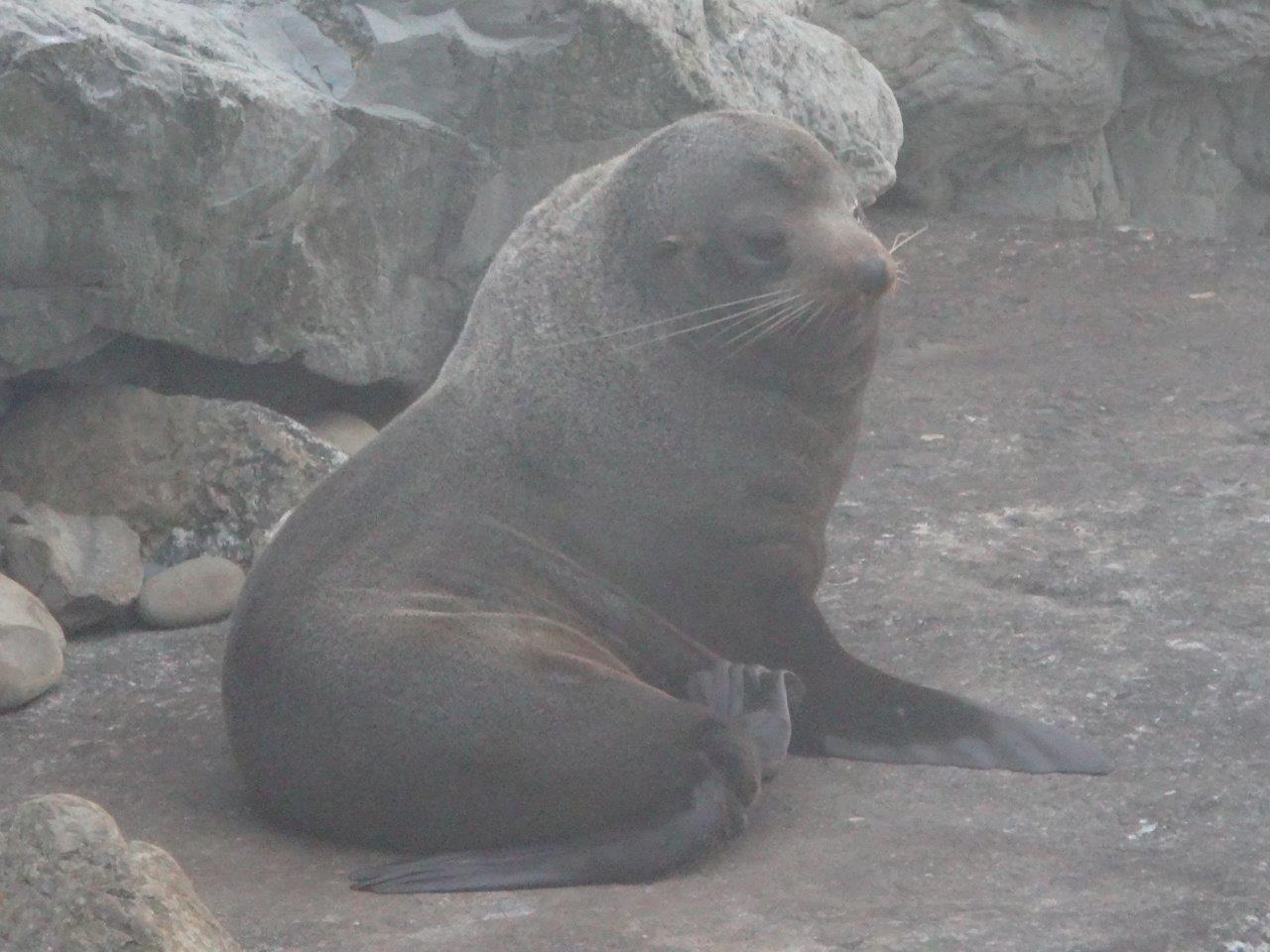A seal