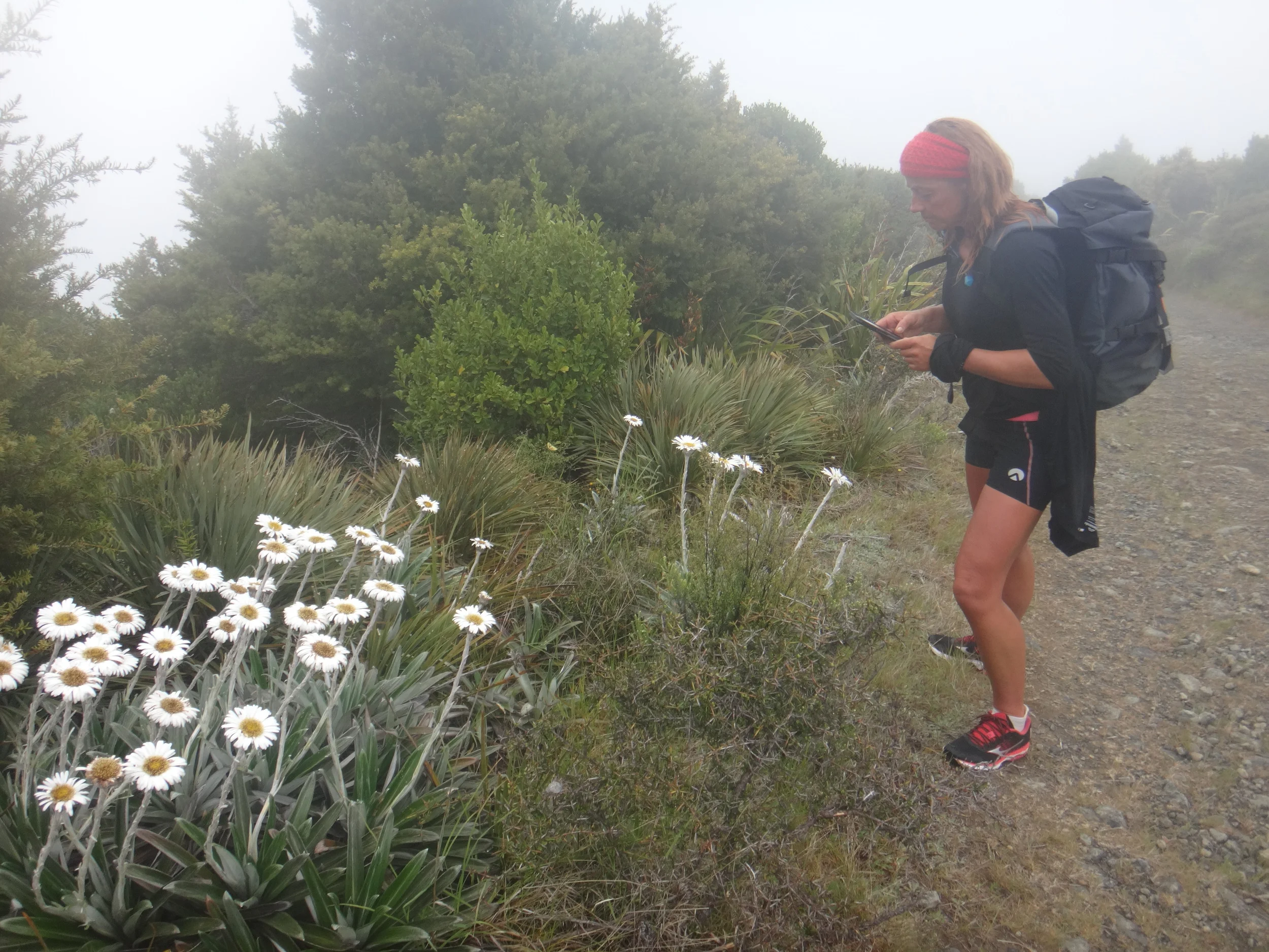 Stopped to view the mountain daisies and breathe