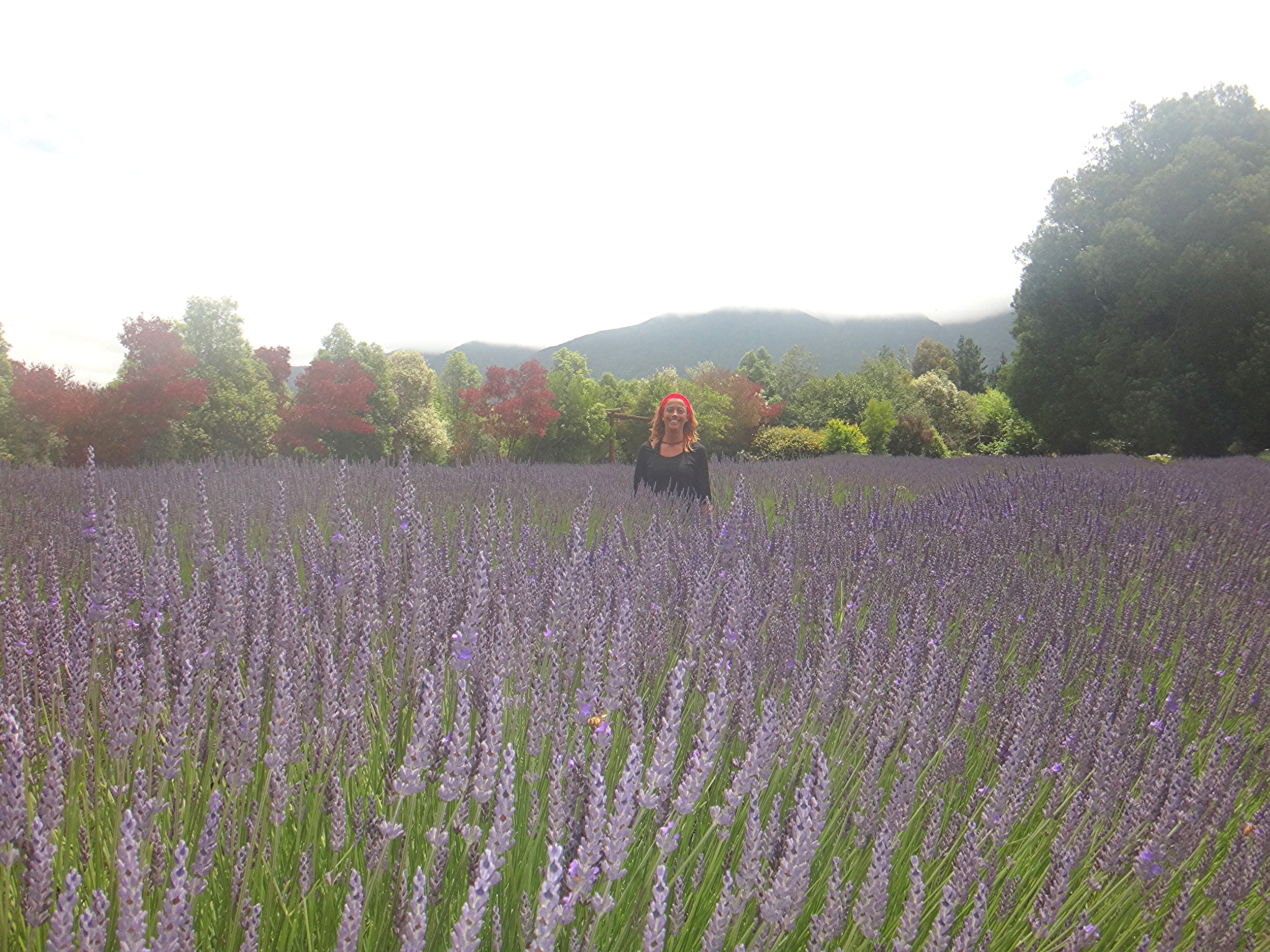 Fields of Lavender