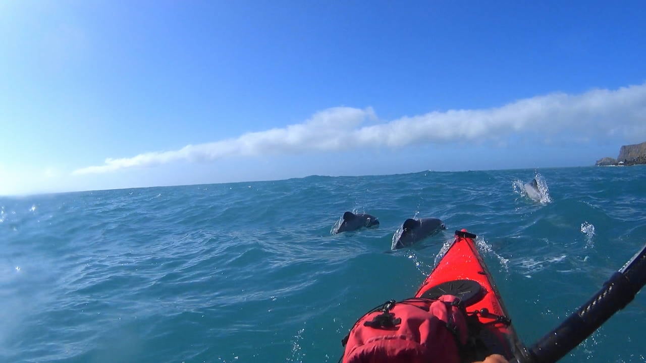 Dolphin near Le Bon