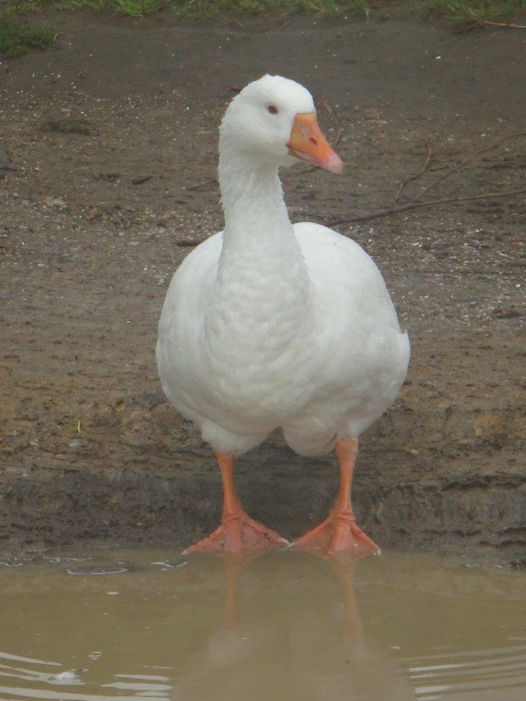 The Guard Goose