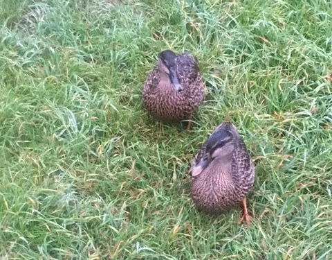 Ducks on our doorstep