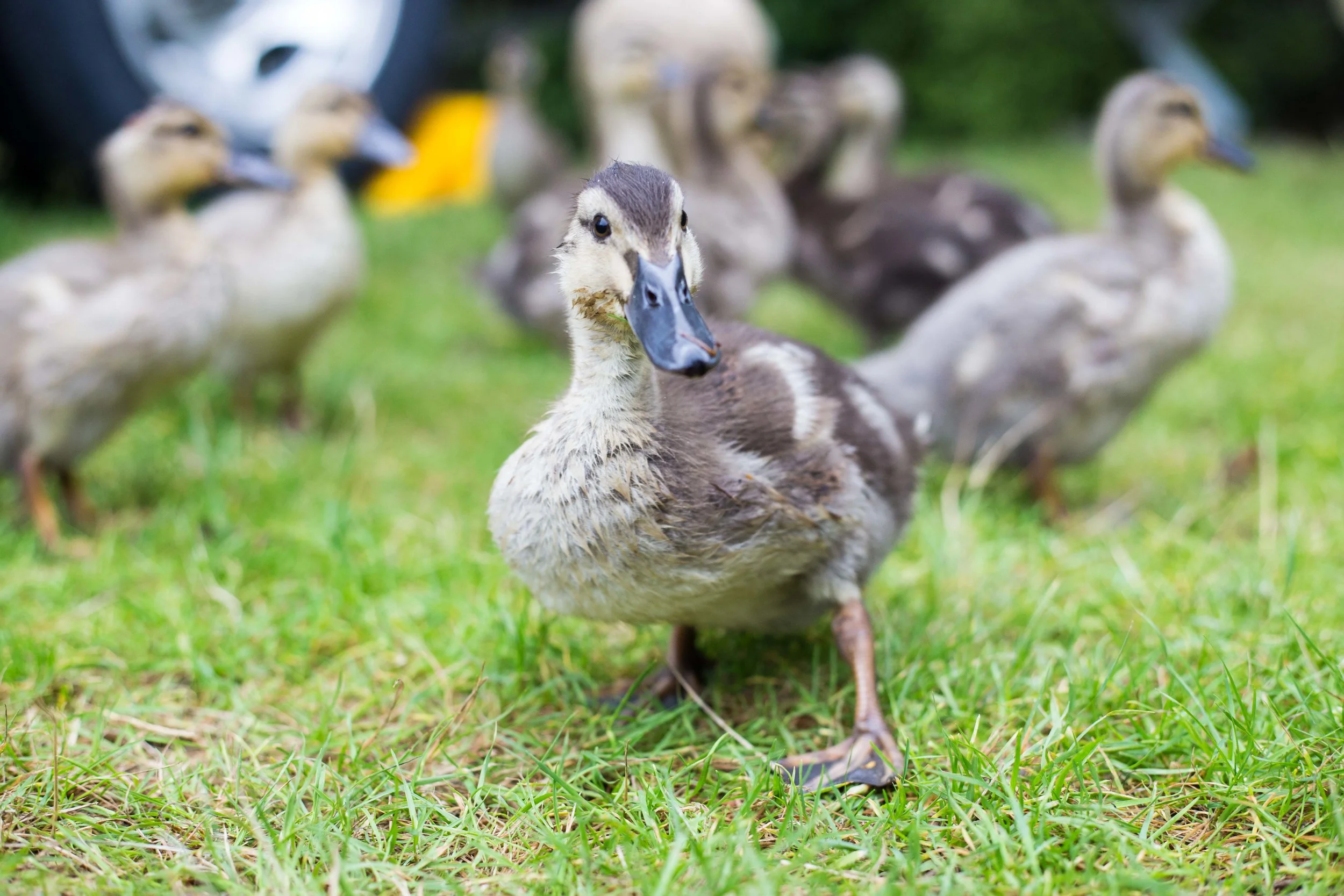 The bravest duckling. We shall name her Red2