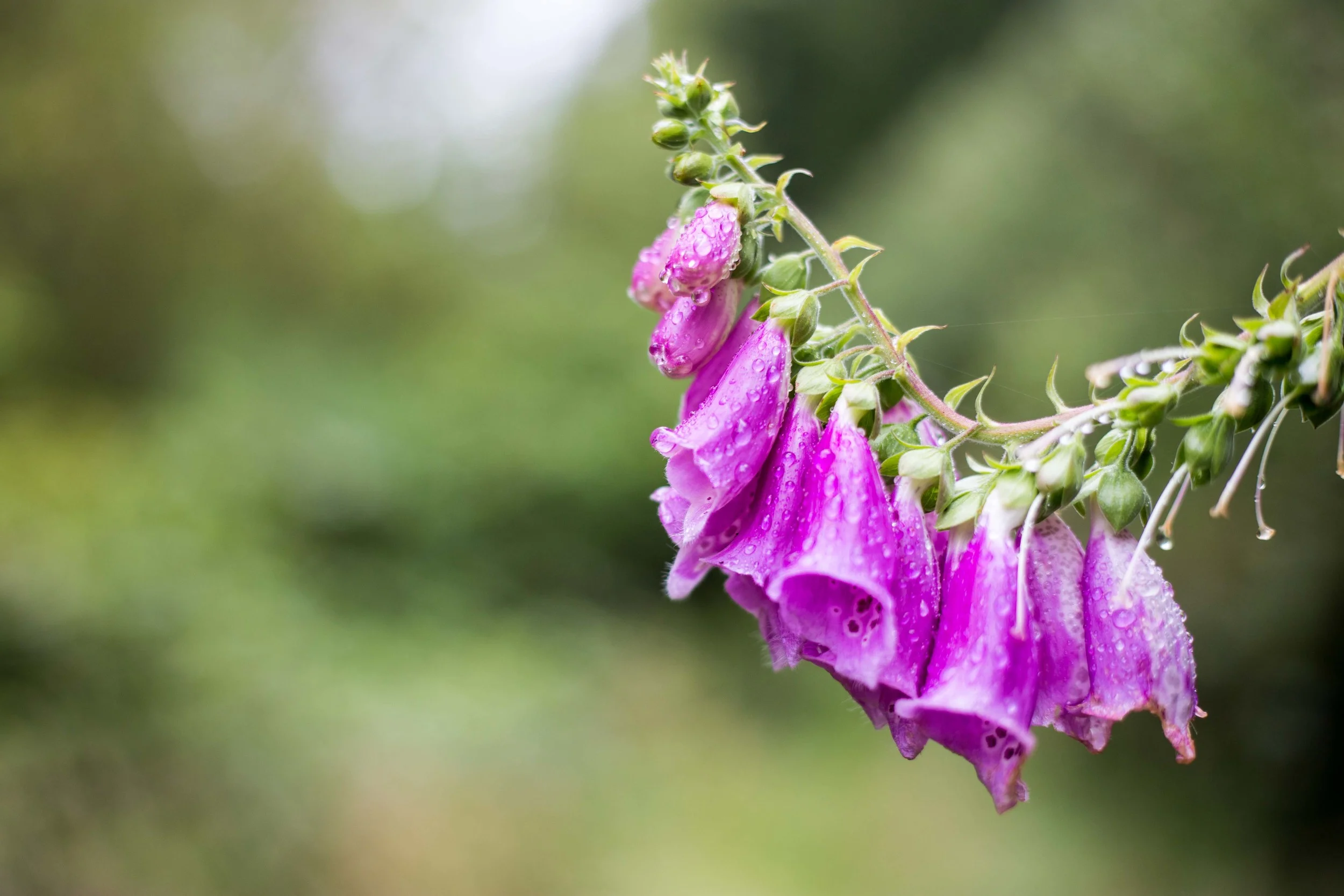 Raindrops on Foxgloves