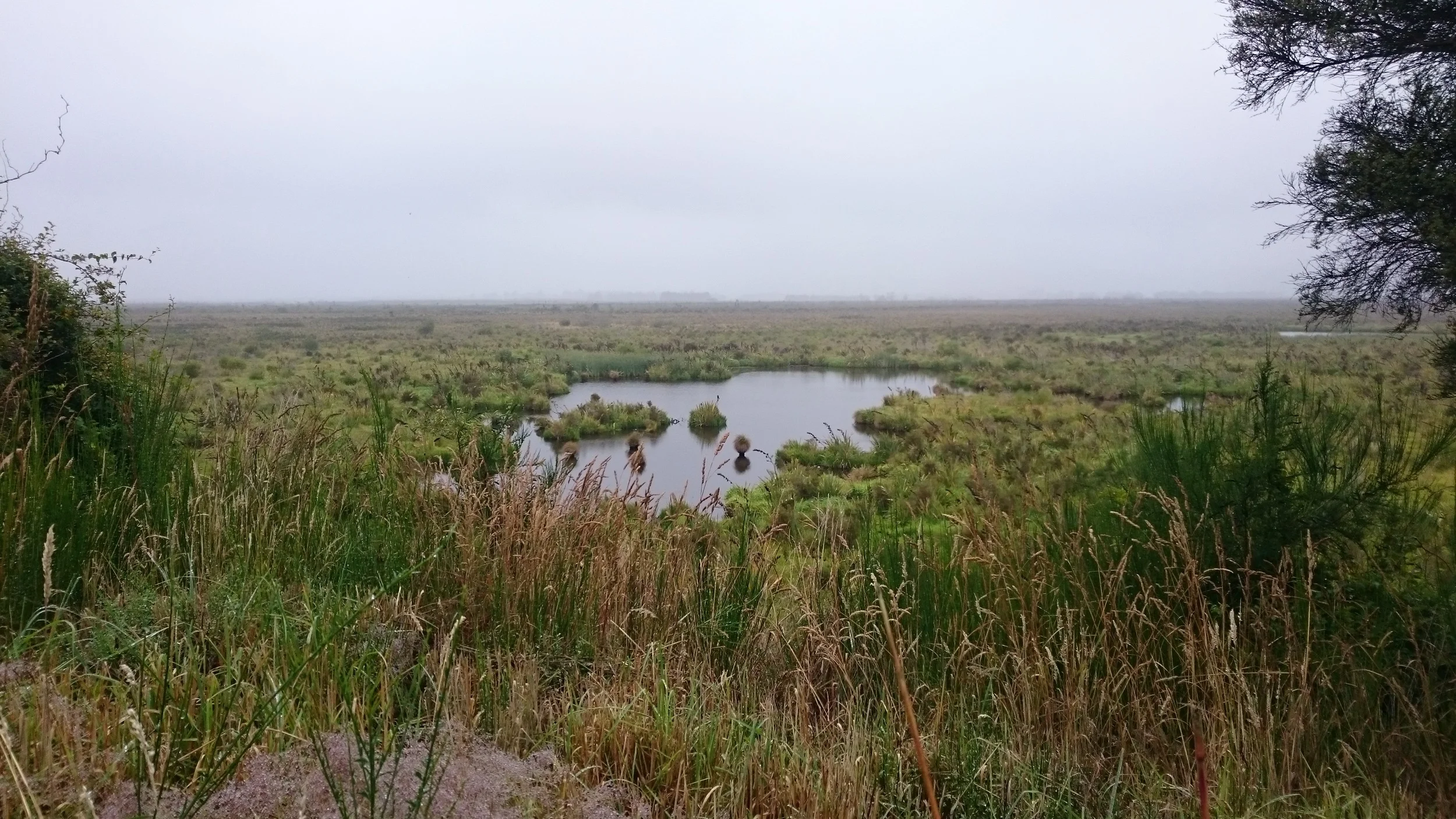 Part of the Sinclair Wetlands