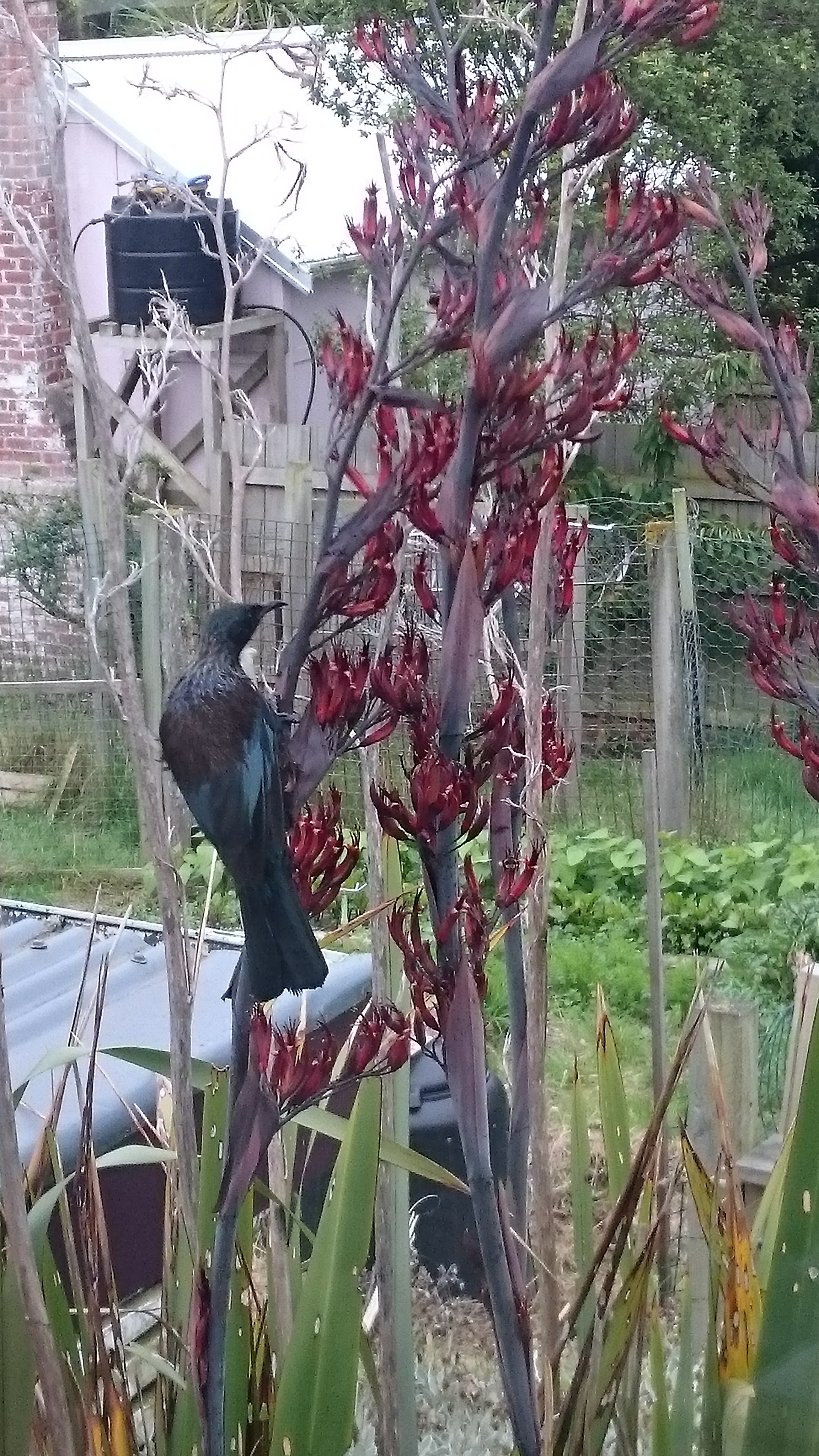 Tui in flax