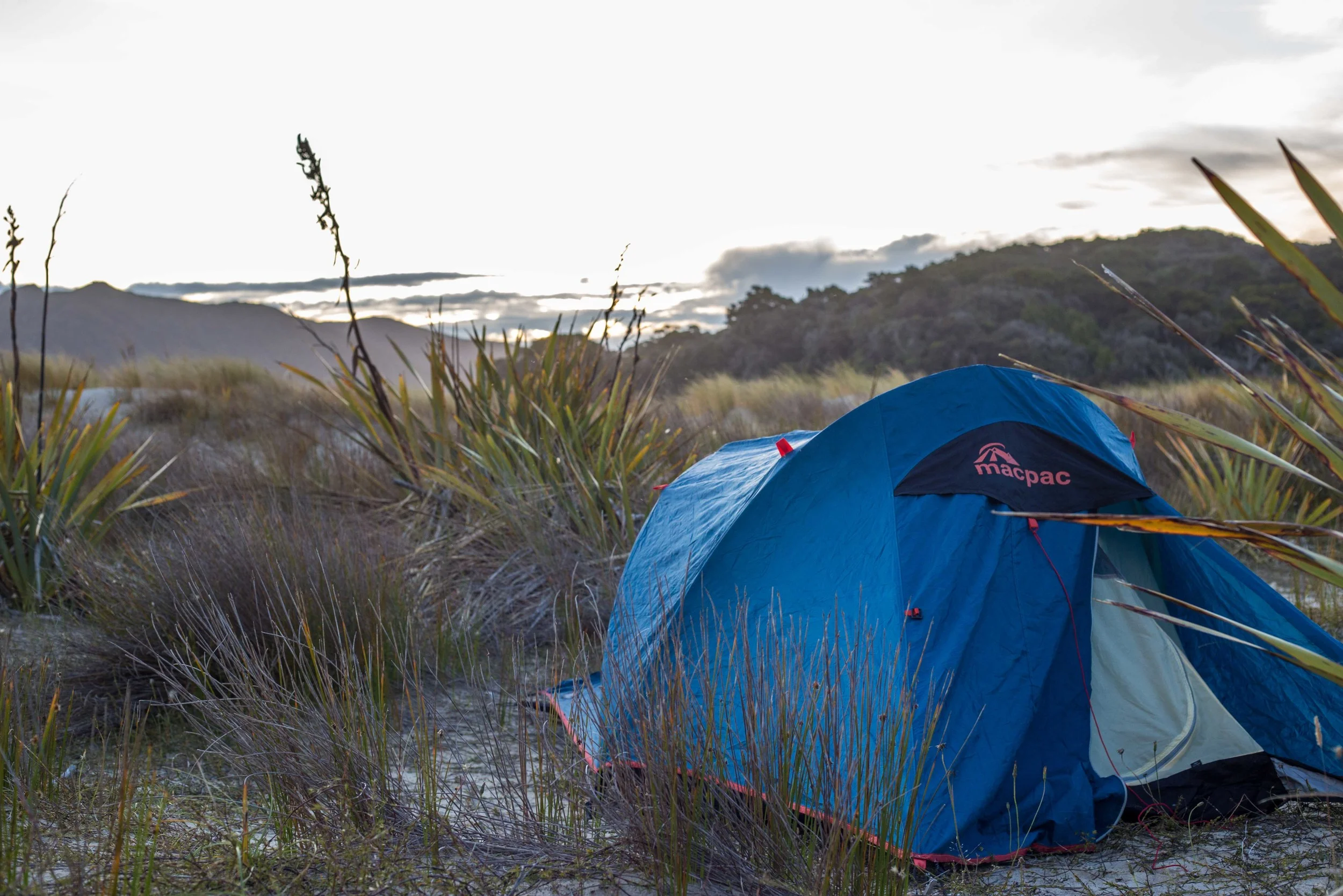 Tenting among the flax plants