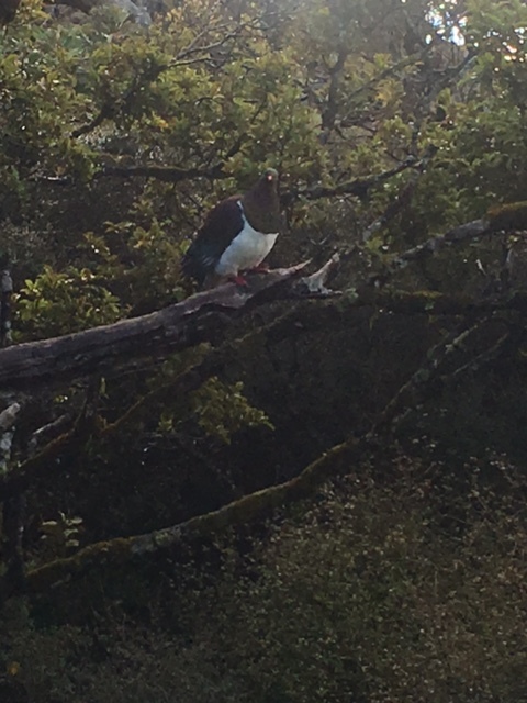 Local friendly wood pigeon.