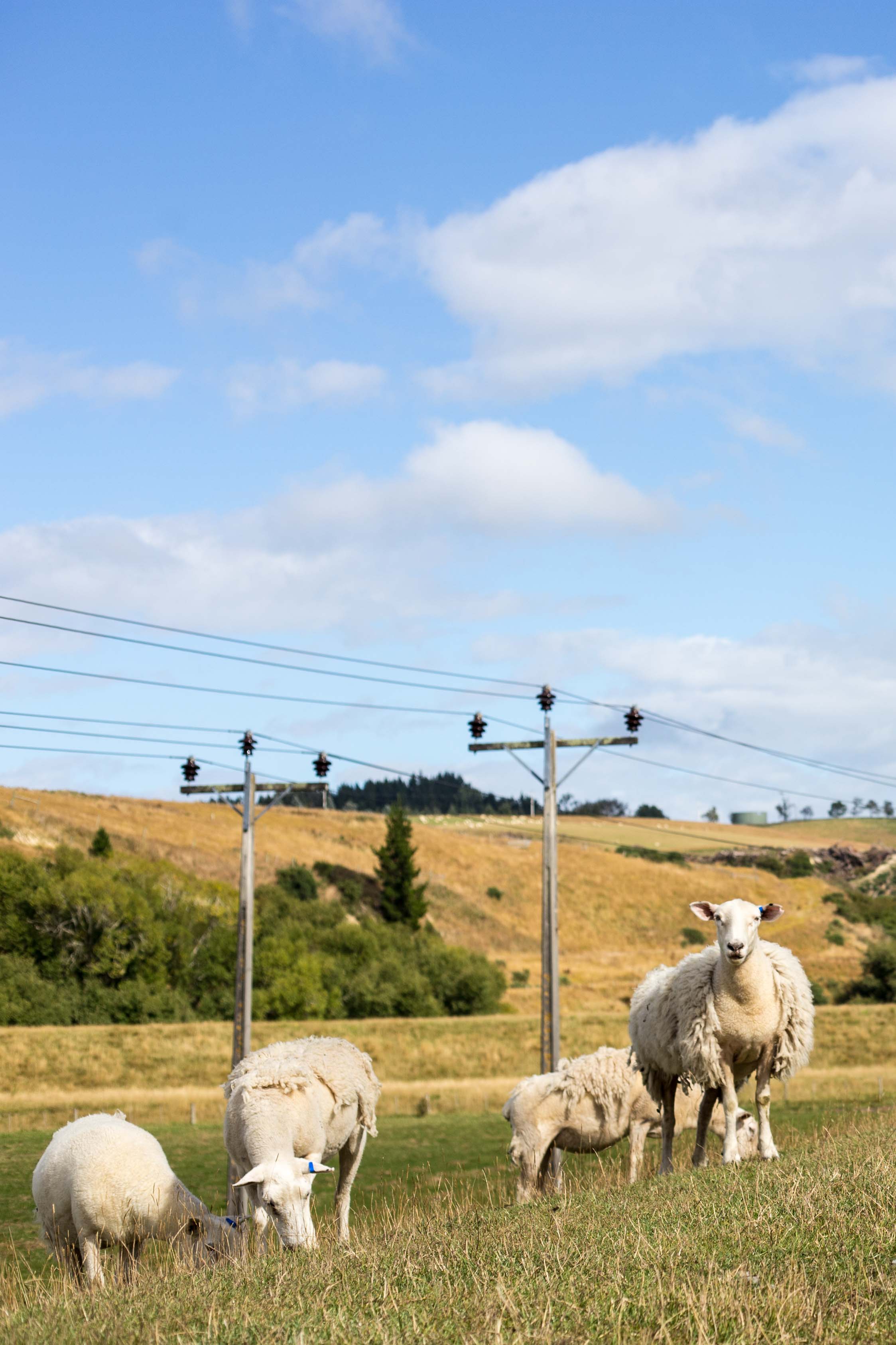 Curious sheep