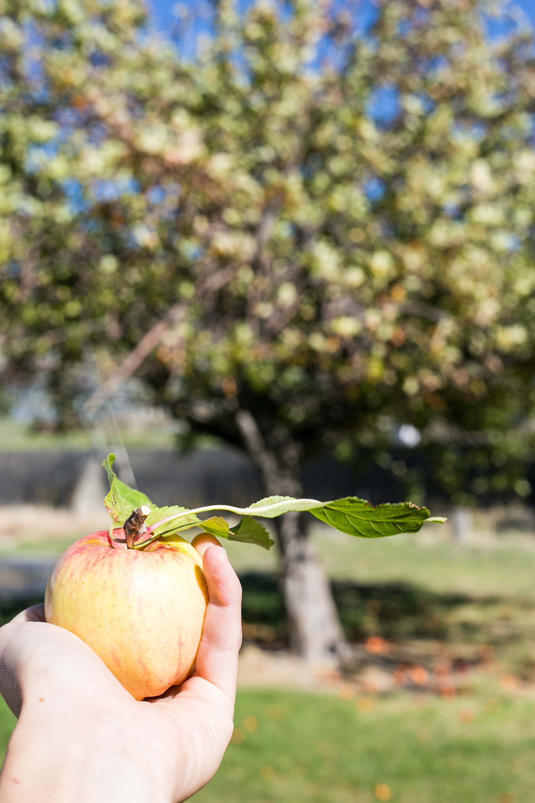 Free range apples!